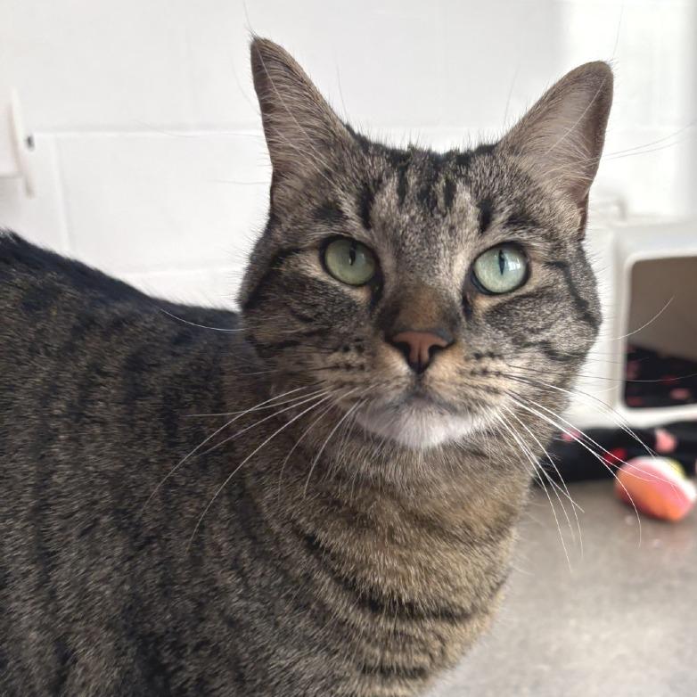 Enlarge Cruella Deville, a Adoptable Domestic Short Hair in Phoenix, AZ image 1/1