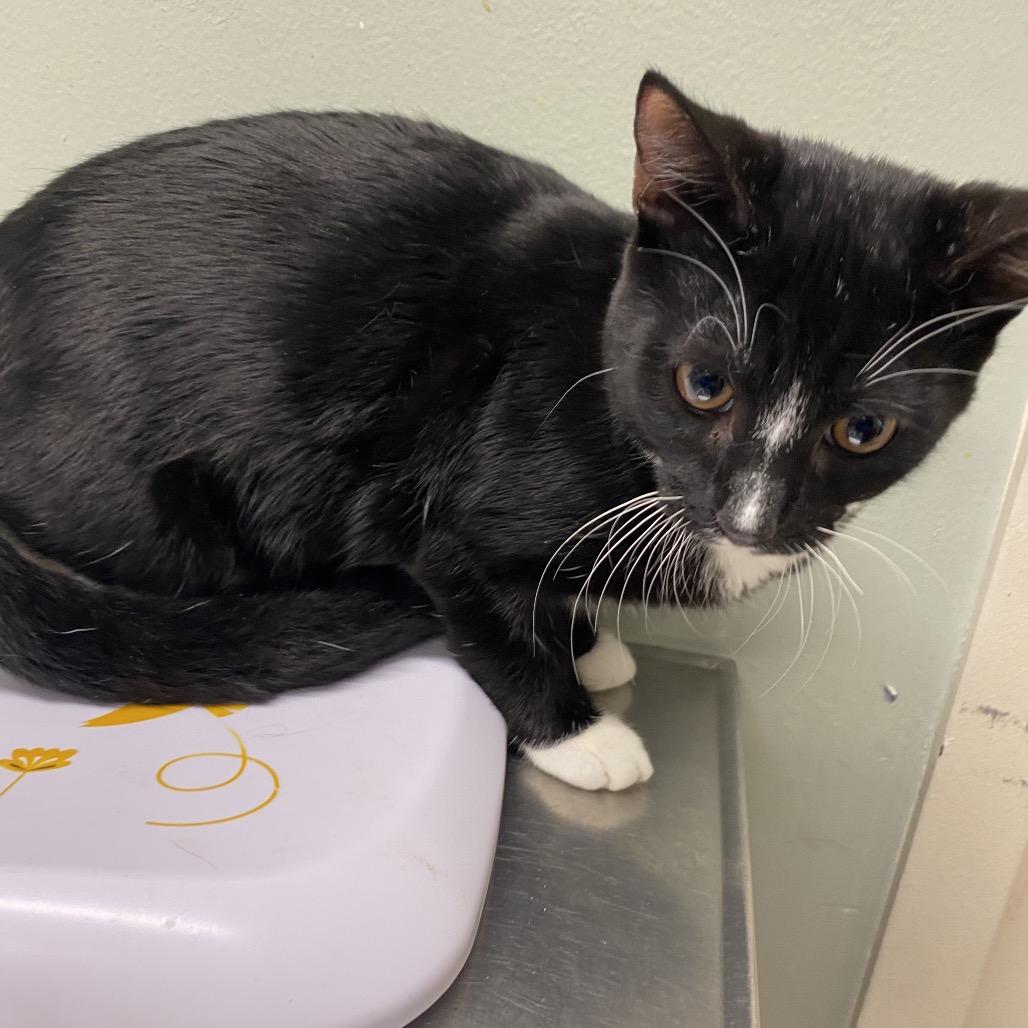 Enlarge Jingle, a Adoptable Domestic Short Hair in Waldorf, MD image 1/3