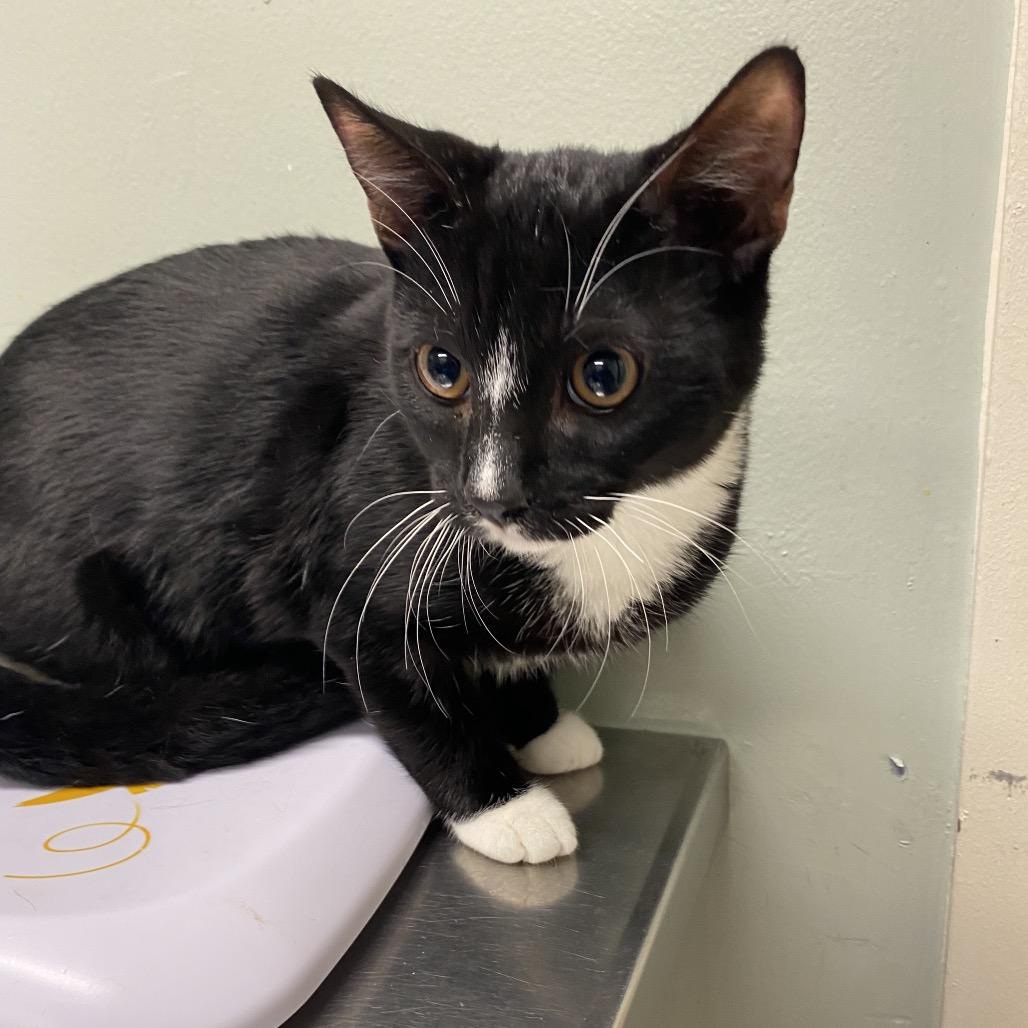 Enlarge Jingle, a Adoptable Domestic Short Hair in Waldorf, MD image 2/3