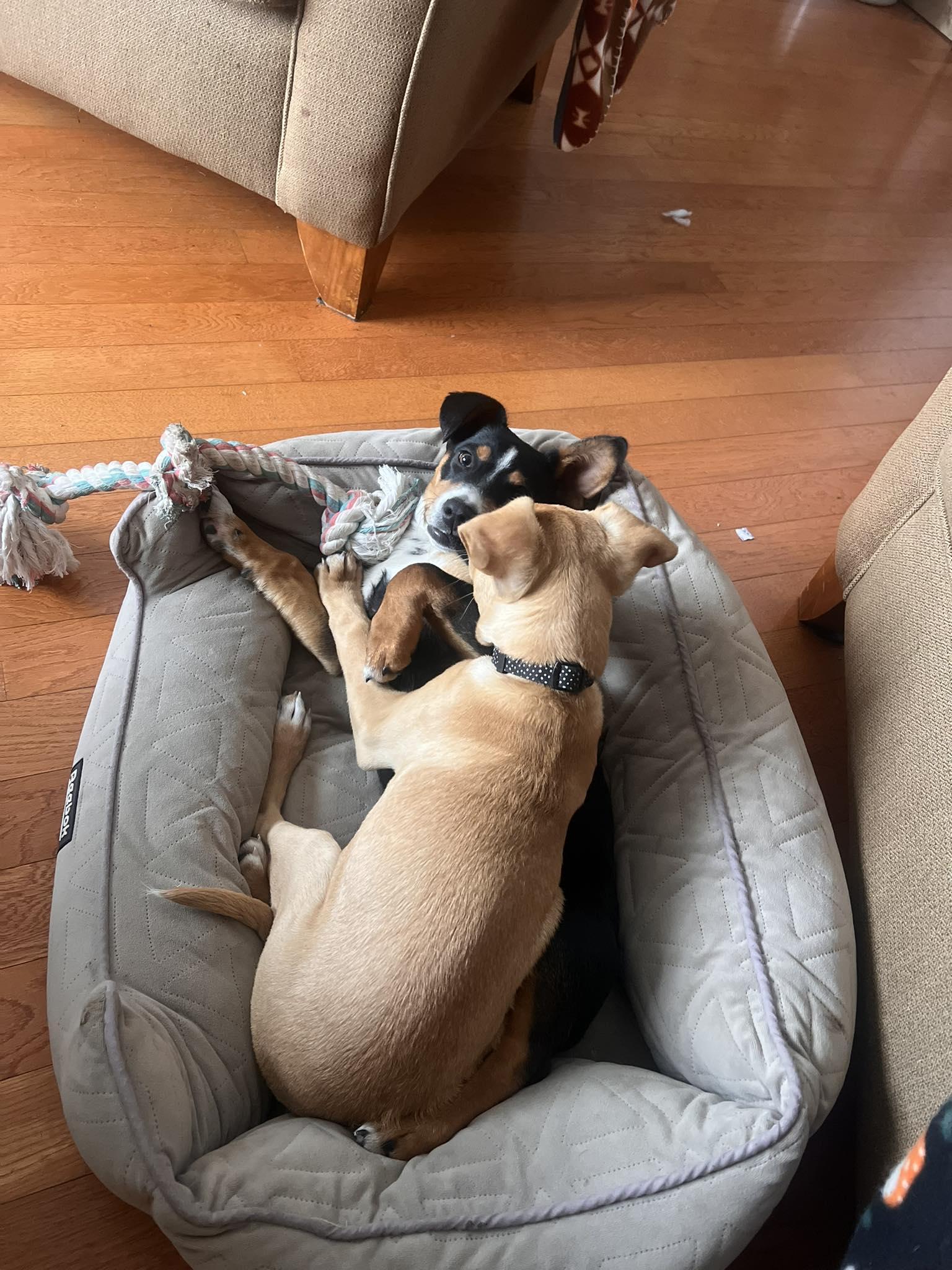 Enlarge Pearl, an adopted mixed breed in Clinton, WI image 4/4