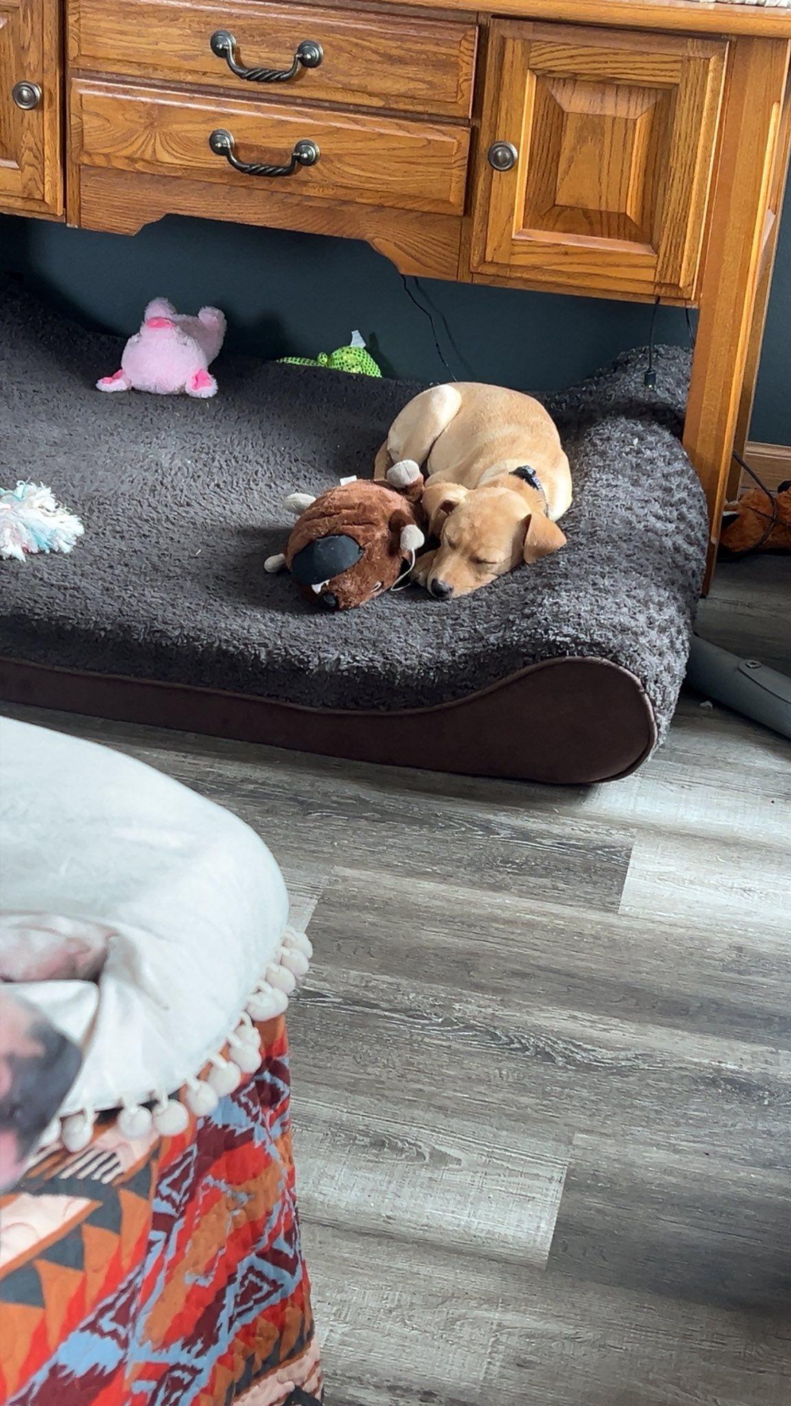 Enlarge Pearl, an adopted mixed breed in Clinton, WI image 2/4