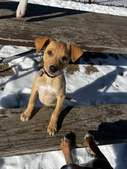 Enlarge Pearl, an adopted mixed breed in Clinton, WI image 3/4