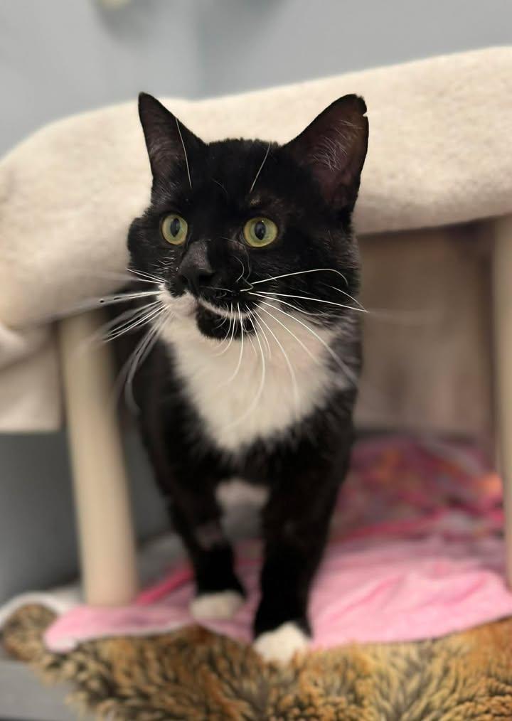 Enlarge Bento, a ADOPTABLE mixed breed in Keswick, ON image 1/1