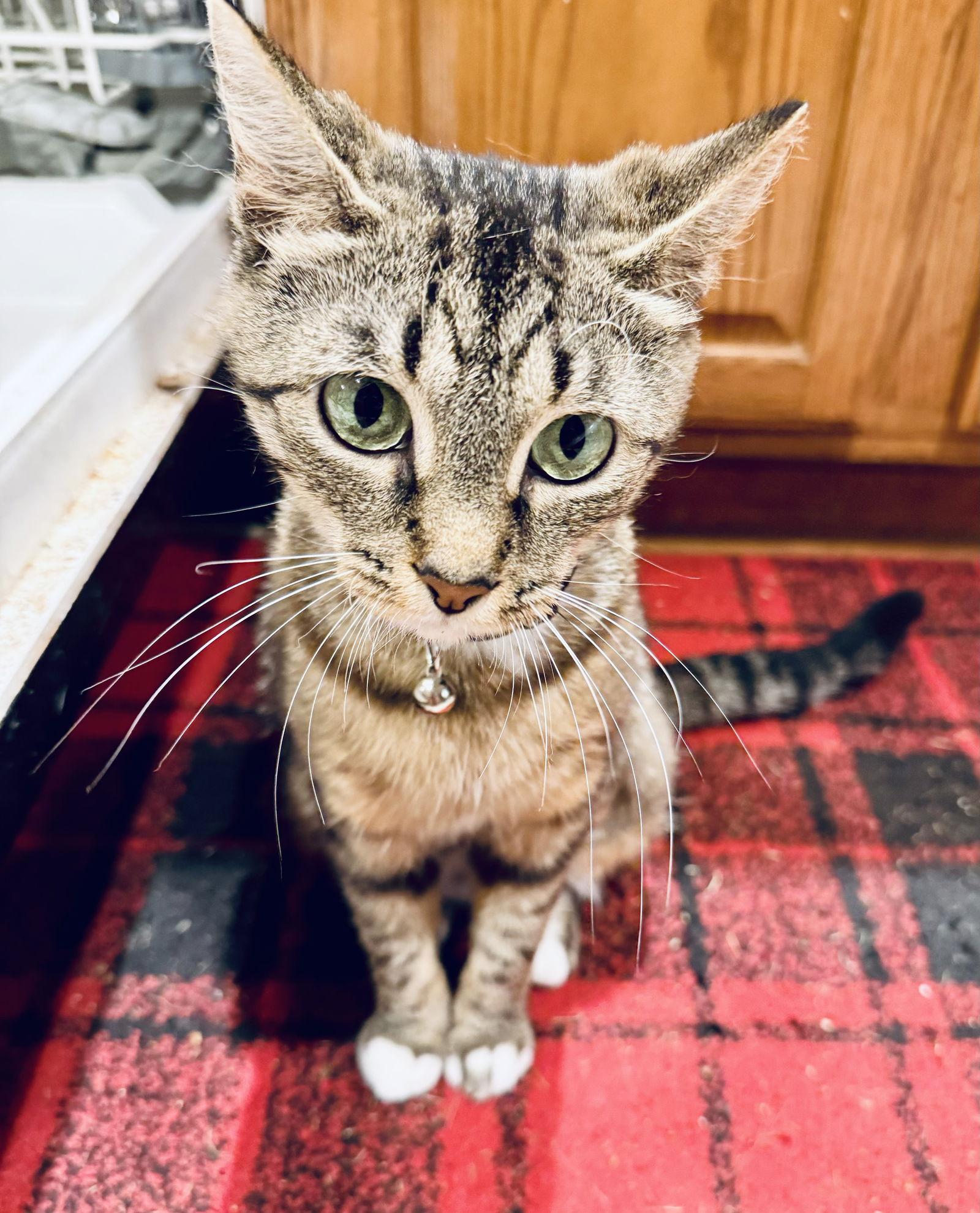 Hannah, a Adoptable Domestic Short Hair in Pittsburgh, PA image 1/3