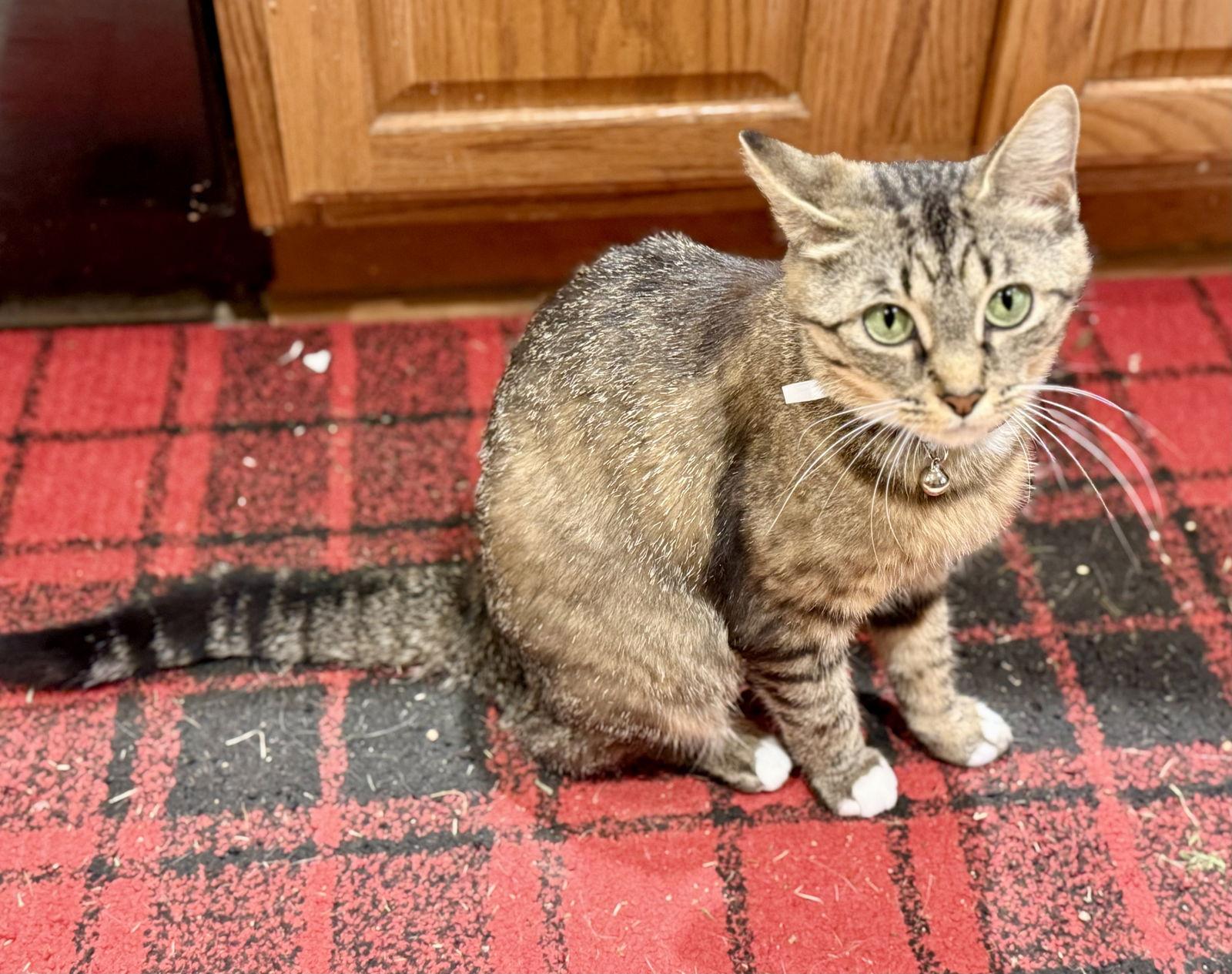 Hannah, a Adoptable Domestic Short Hair in Pittsburgh, PA image 2/3