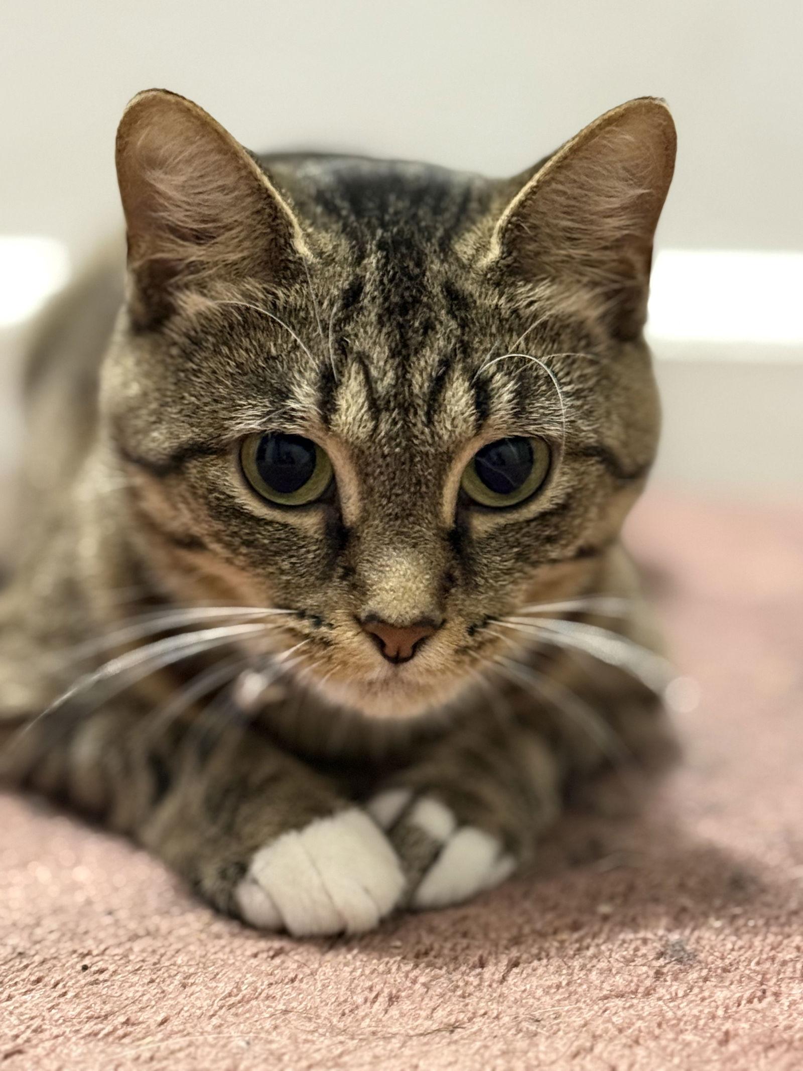 Hannah, a Adoptable Domestic Short Hair in Pittsburgh, PA image 3/3