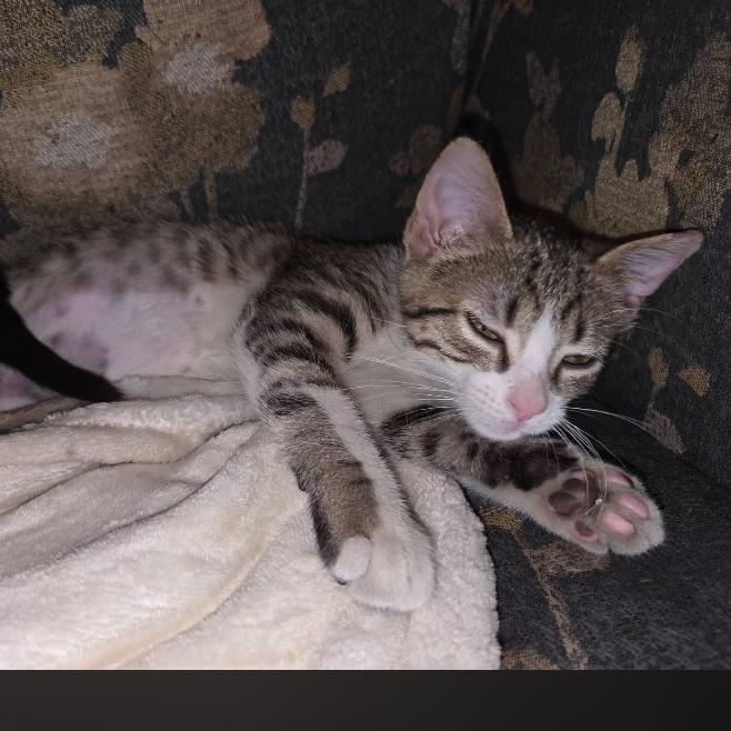 Enlarge Dulce, a Adoptable Domestic Short Hair in Muscatine, IA image 2/5