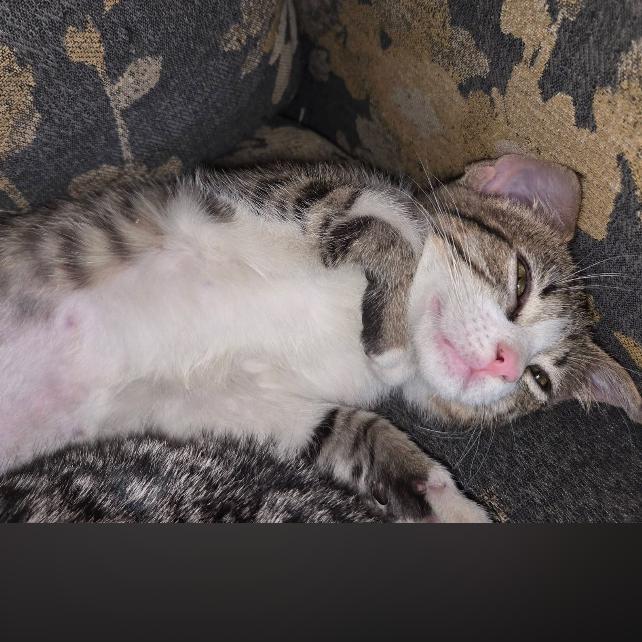 Enlarge Dulce, a Adoptable Domestic Short Hair in Muscatine, IA image 3/5