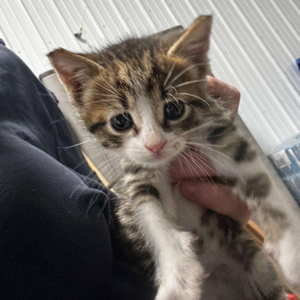 Enlarge Dulce, a Adoptable Domestic Short Hair in Muscatine, IA image 4/5