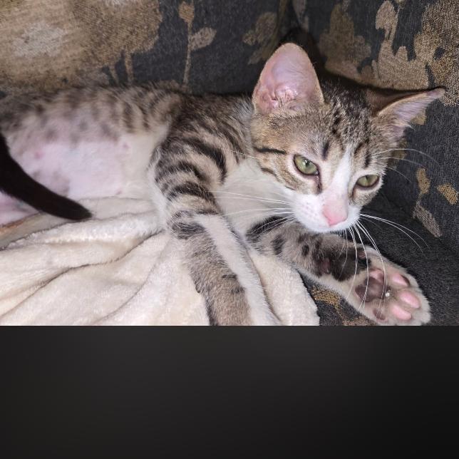 Enlarge Dulce, a Adoptable Domestic Short Hair in Muscatine, IA image 5/5