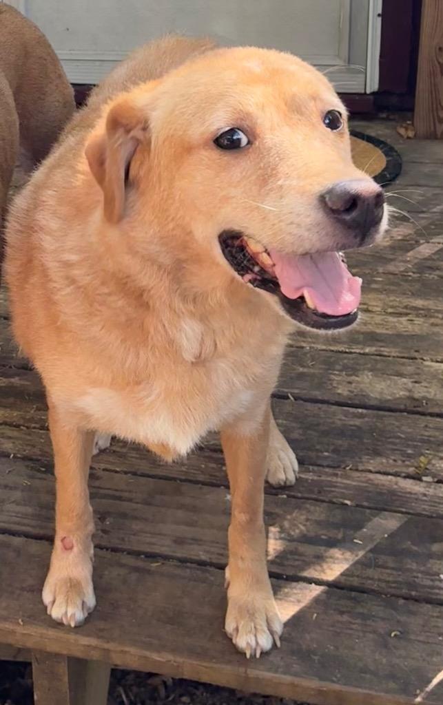 Enlarge Lexie, a Adoptable mixed breed in Chickamauga , GA image 1/2