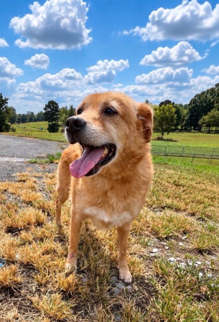 Enlarge Lexie, a Adoptable mixed breed in Chickamauga , GA image 2/2