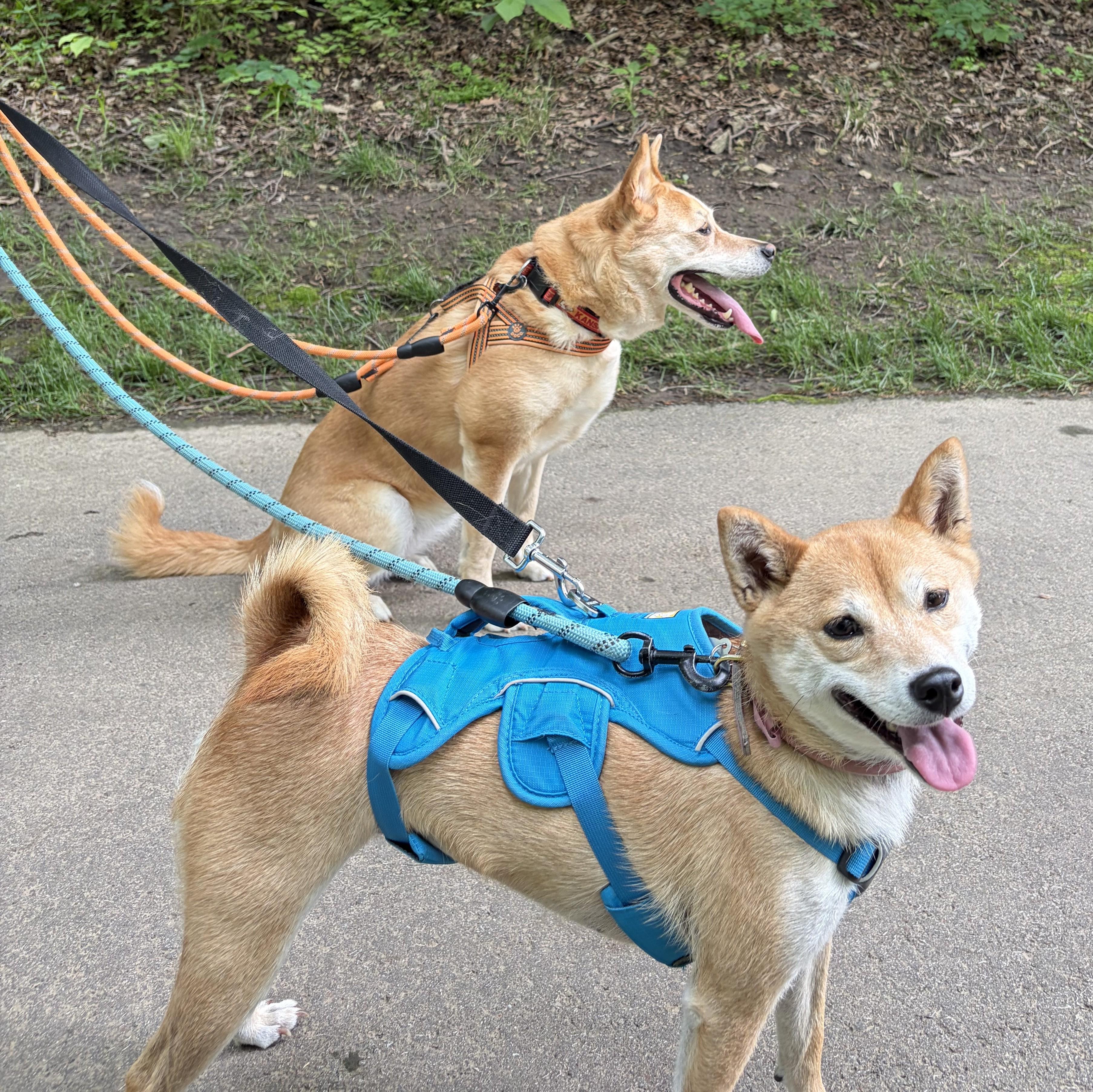 Nani, a ADOPTABLE Shiba Inu in Kansas City, MO image 5/6