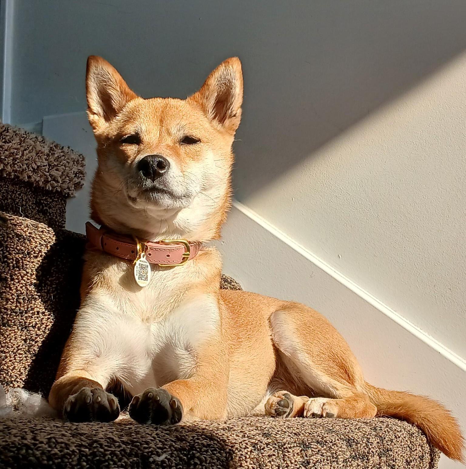 Nani, a ADOPTABLE Shiba Inu in Kansas City, MO image 2/6