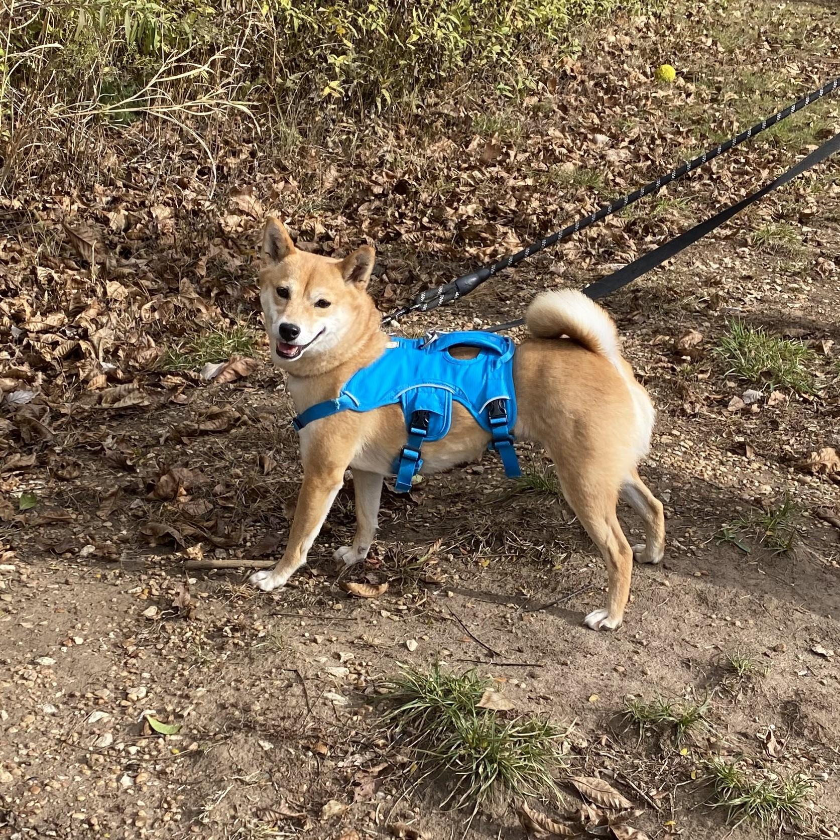 Nani, a ADOPTABLE Shiba Inu in Kansas City, MO image 4/6