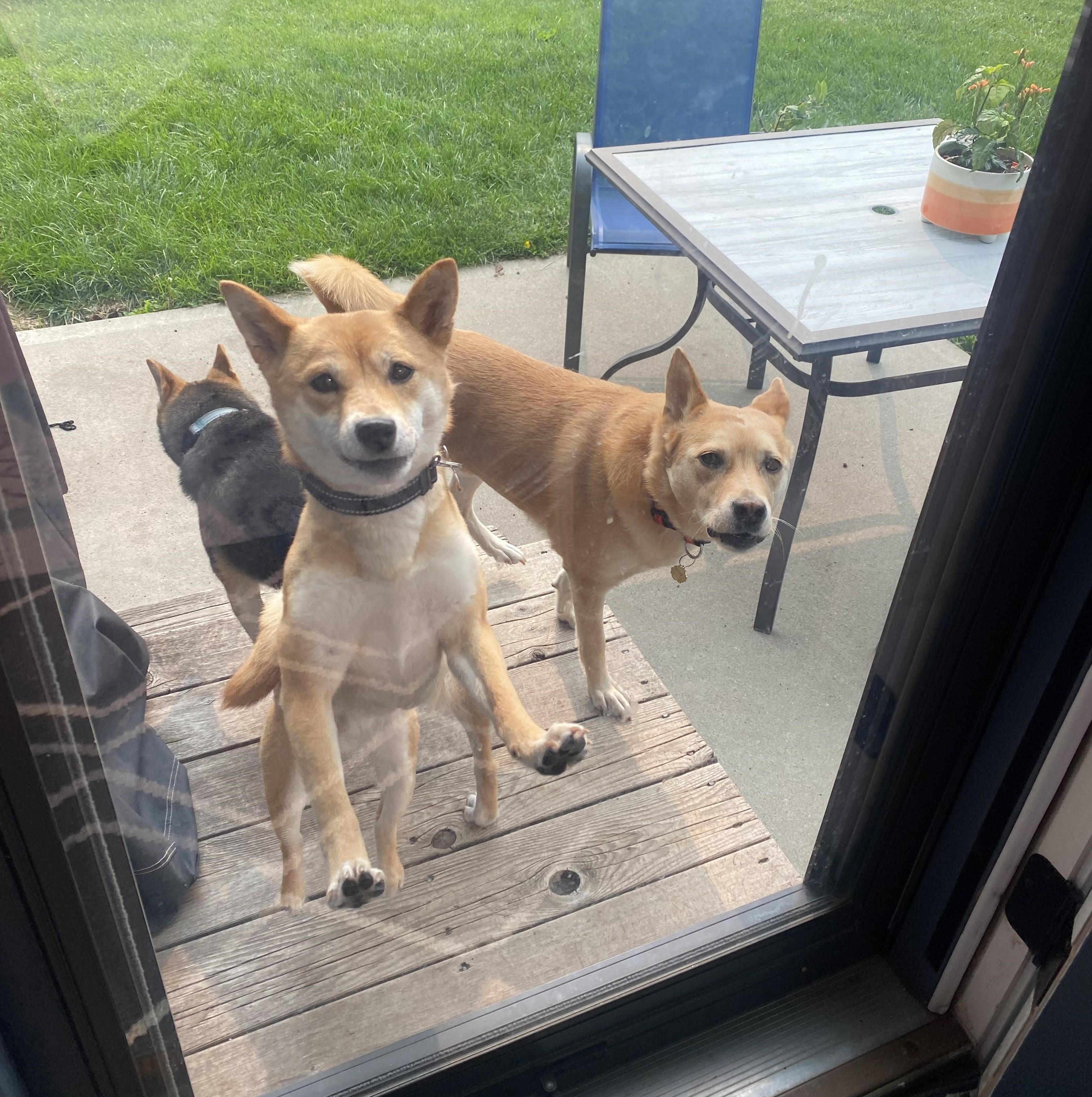 Nani, a ADOPTABLE Shiba Inu in Kansas City, MO image 3/6