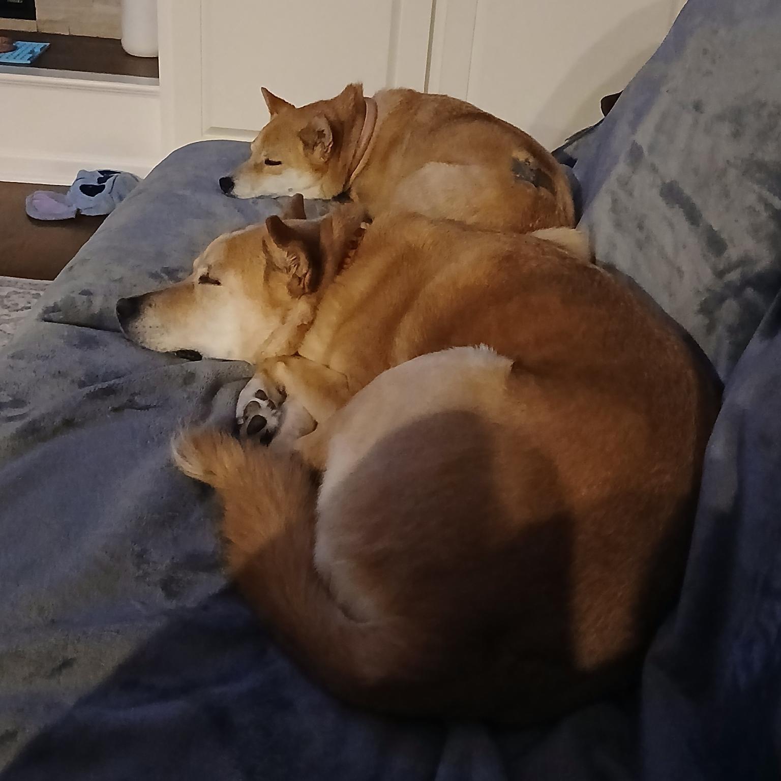 Nani, a ADOPTABLE Shiba Inu in Kansas City, MO image 6/6
