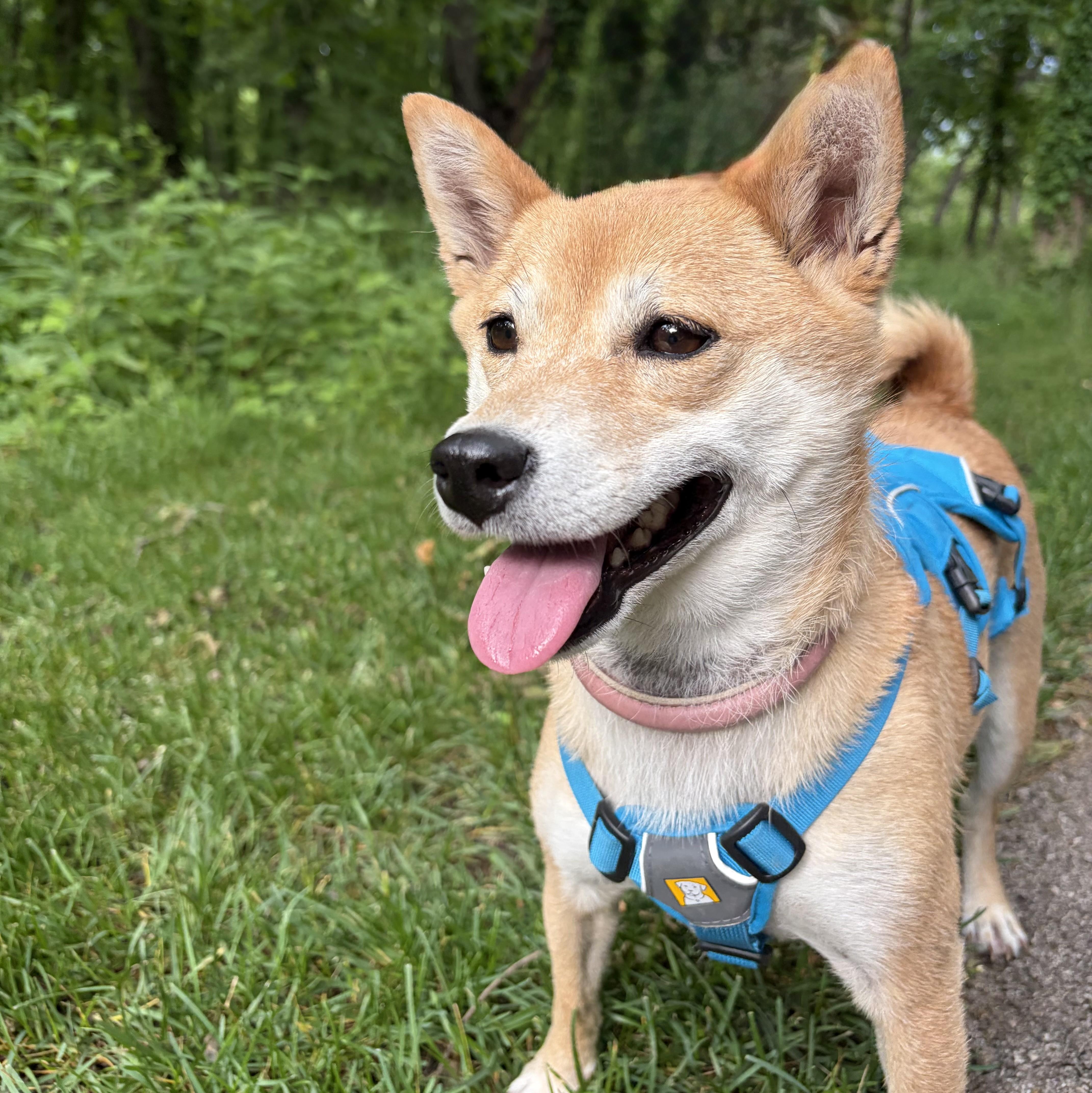 Nani, ADOPTABLE, Adult Female Shiba Inu.