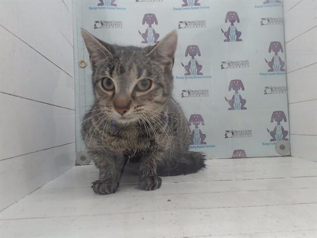 FROSTINE, Adoptable, Adult Female Domestic Short Hair.