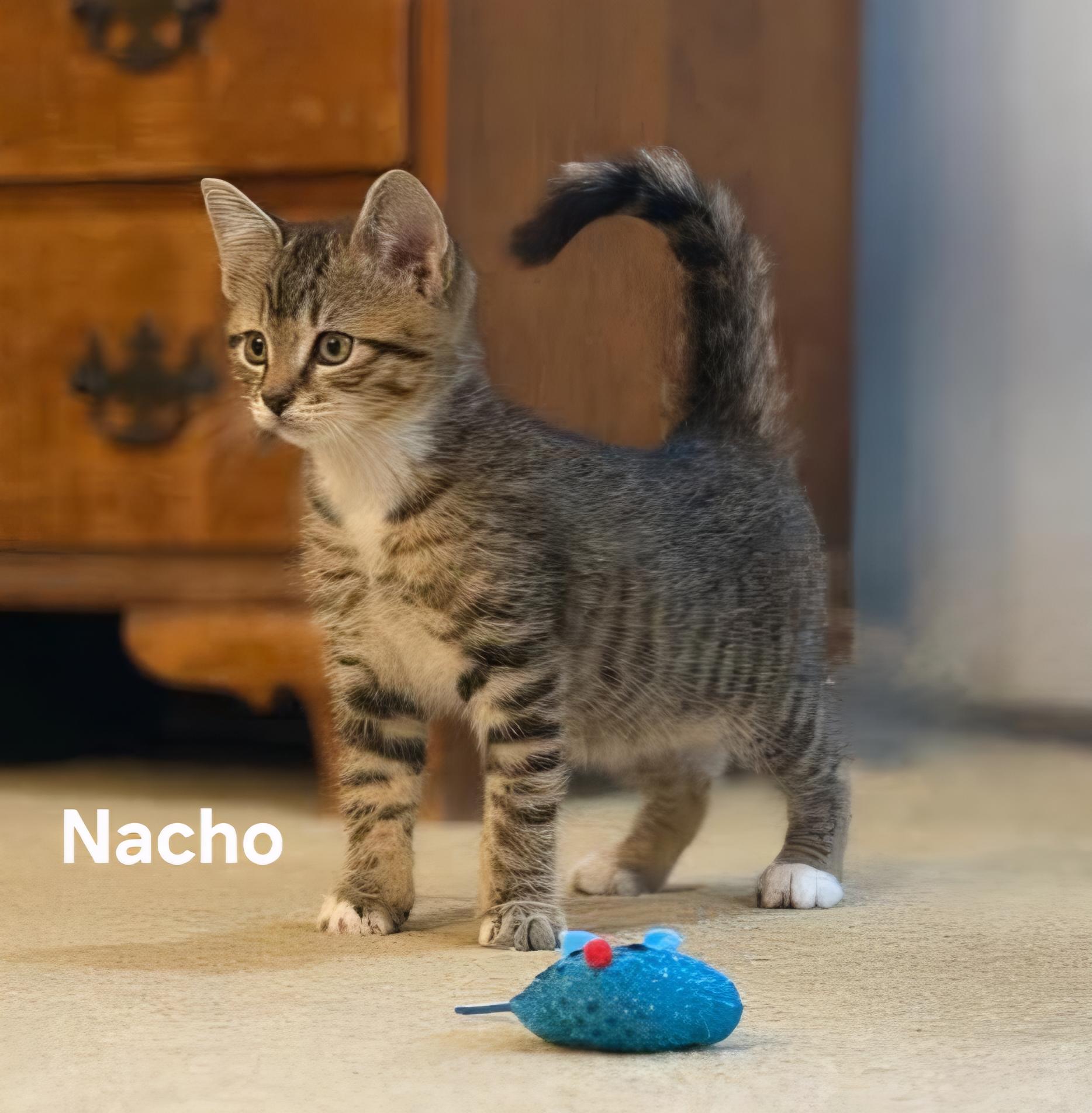 Nacho, ADOPTABLE, Kitten Male Domestic Short Hair.