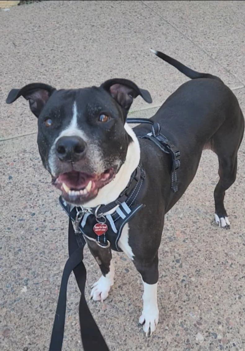 MEATBALL, a Adoptable mixed breed in Phoenix, AZ image 4/5