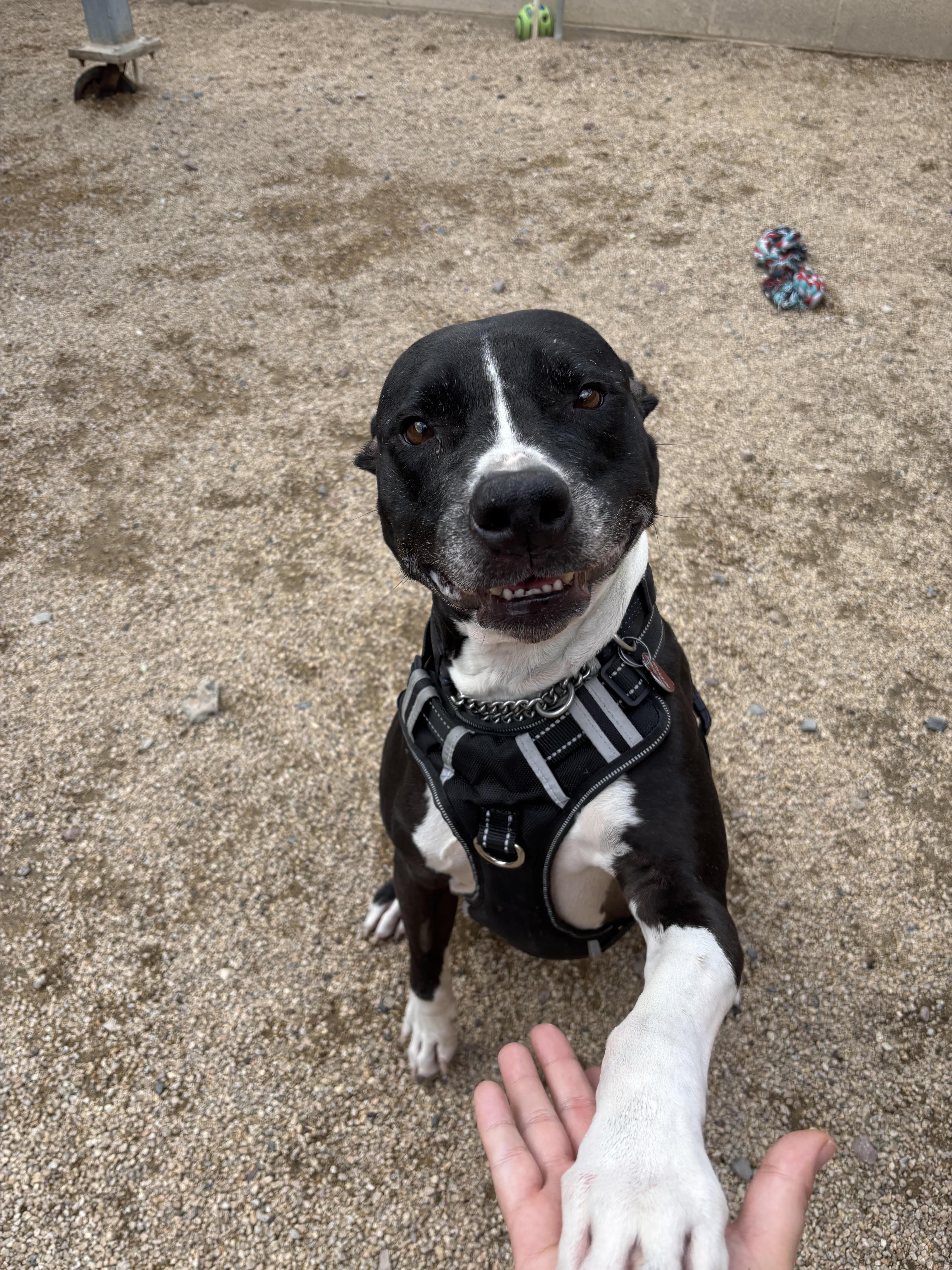 MEATBALL, a Adoptable mixed breed in Phoenix, AZ image 2/5