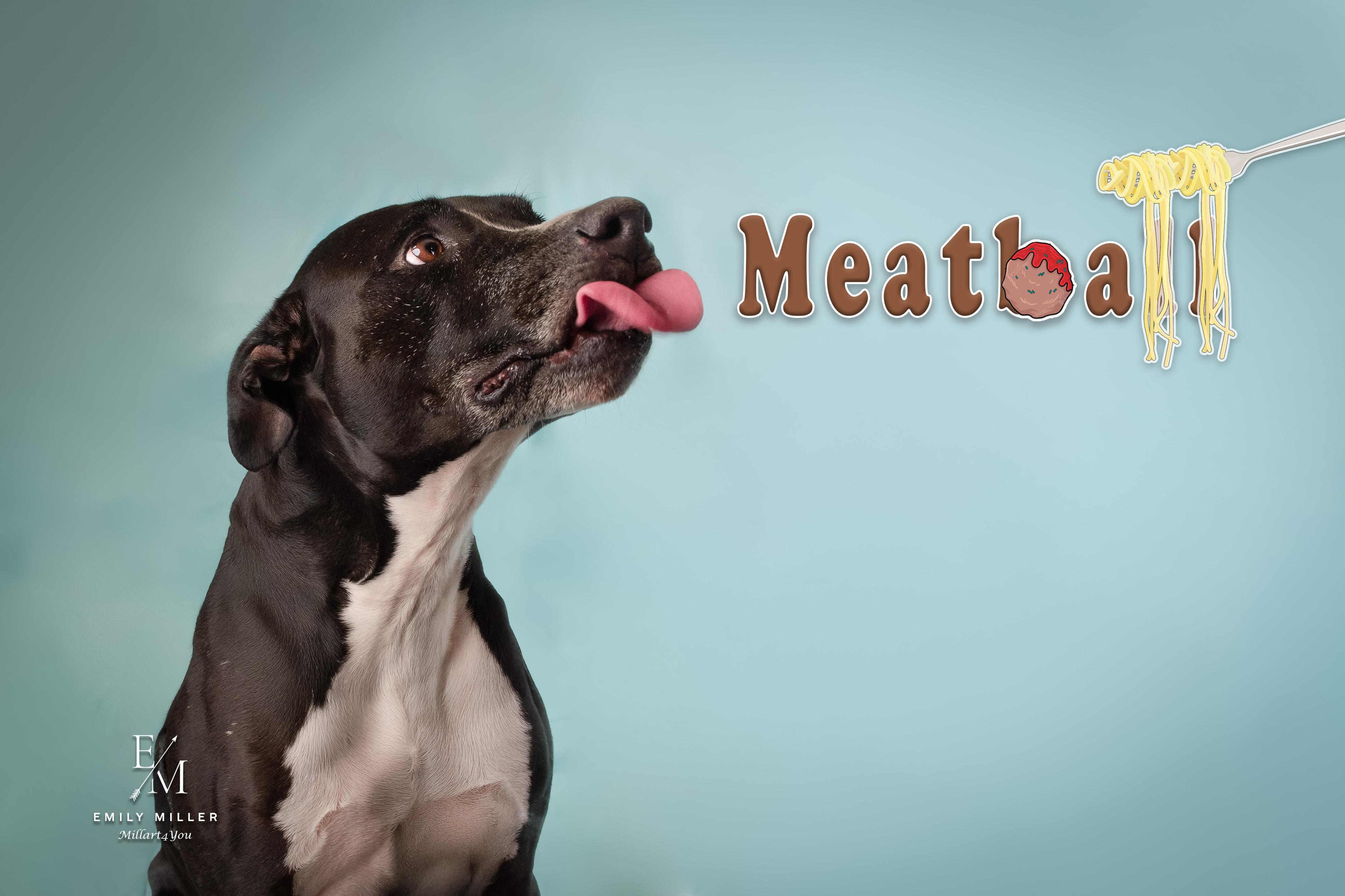 MEATBALL, a Adoptable mixed breed in Phoenix, AZ image 1/5