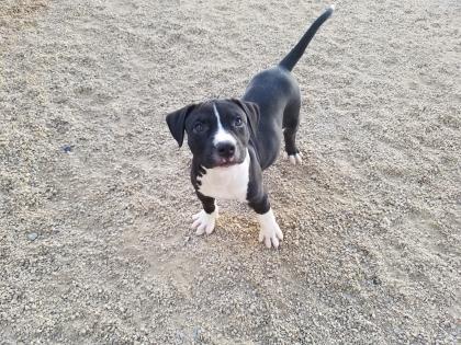 MEATBALL, a Adoptable mixed breed in Phoenix, AZ image 5/5