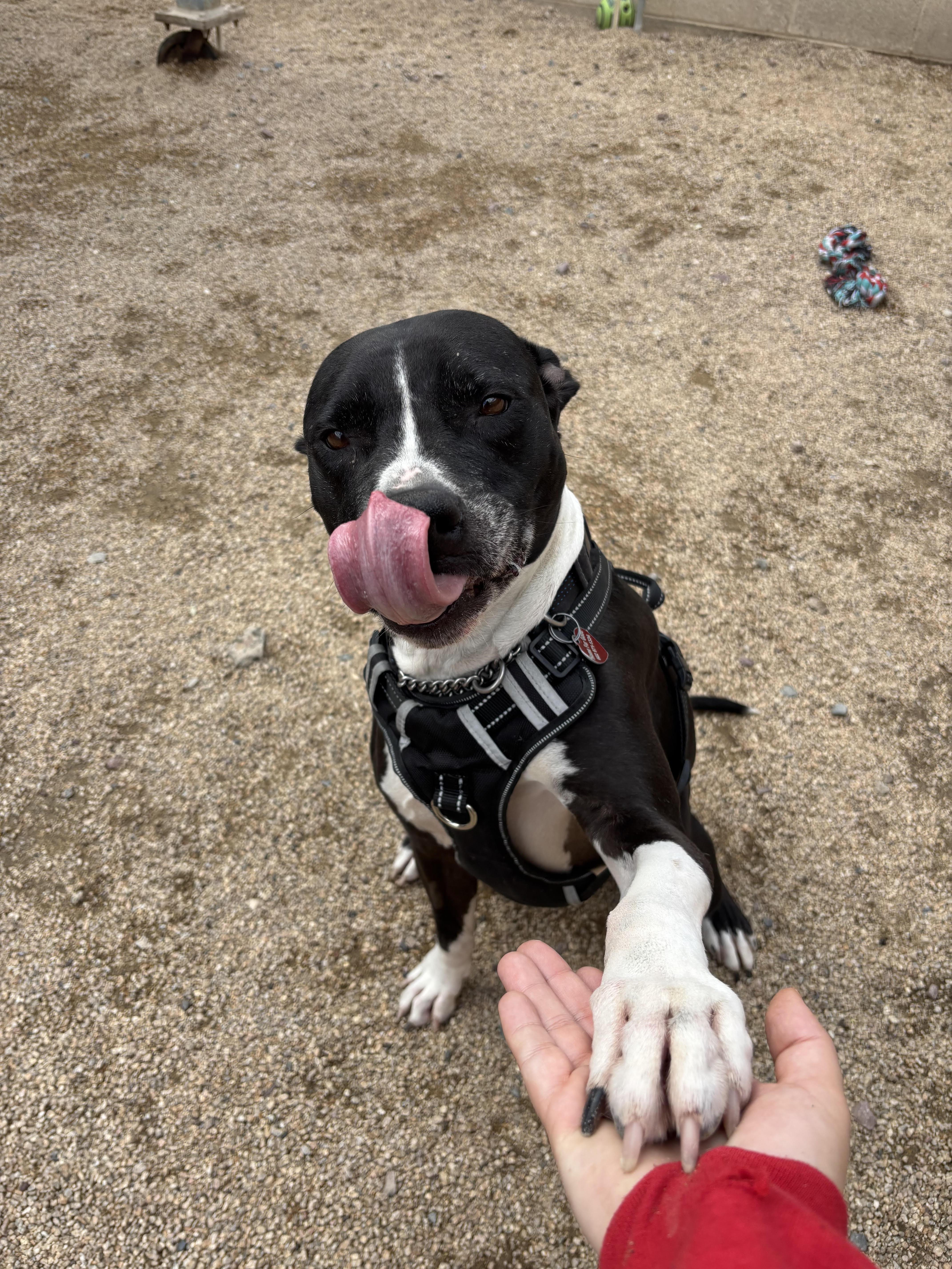 MEATBALL, a Adoptable mixed breed in Phoenix, AZ image 3/5