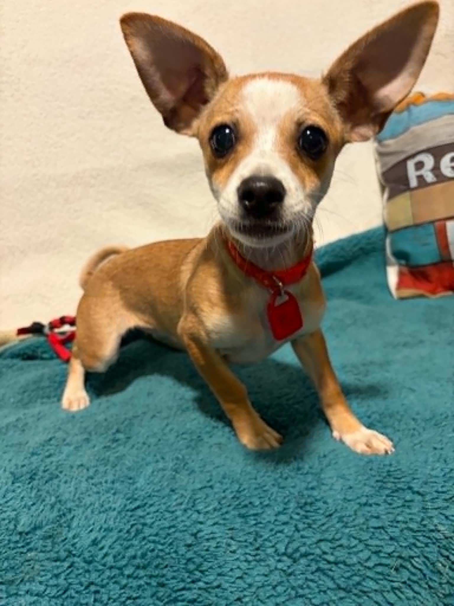 Fern, a Adoptable Chihuahua in Mukwonago, WI image 1/3
