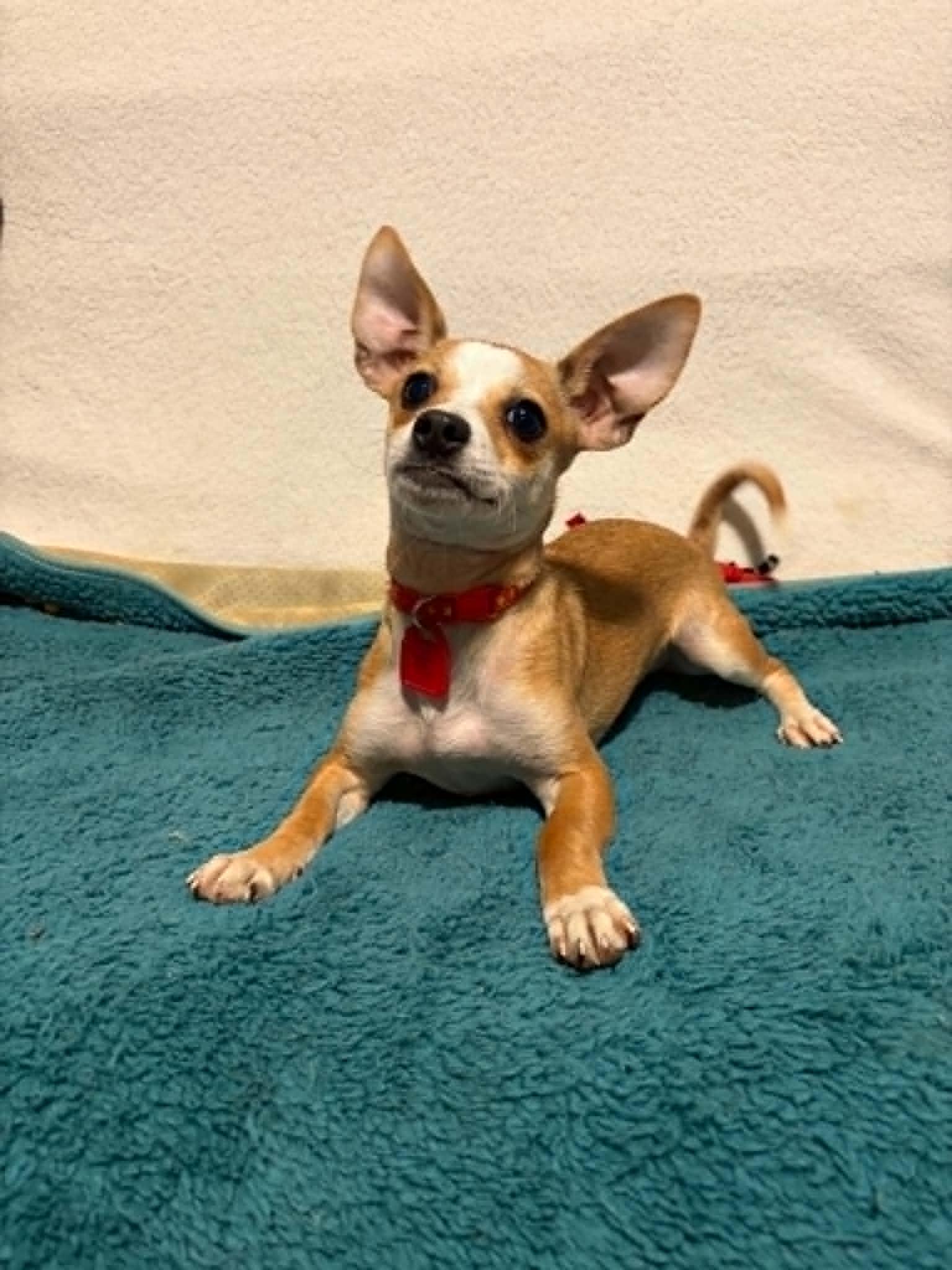 Fern, a Adoptable Chihuahua in Mukwonago, WI image 2/3