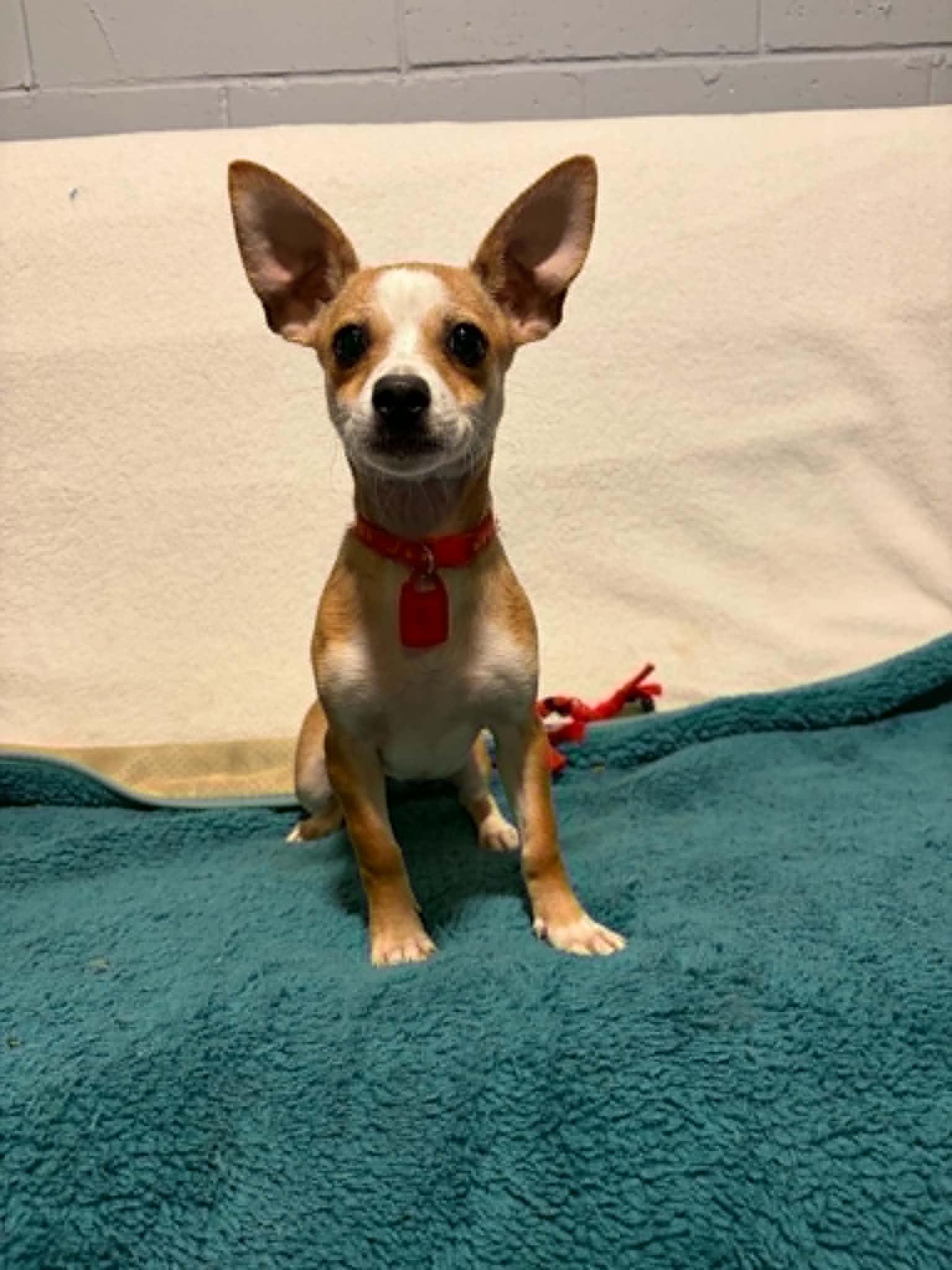 Fern, a Adoptable Chihuahua in Mukwonago, WI image 3/3