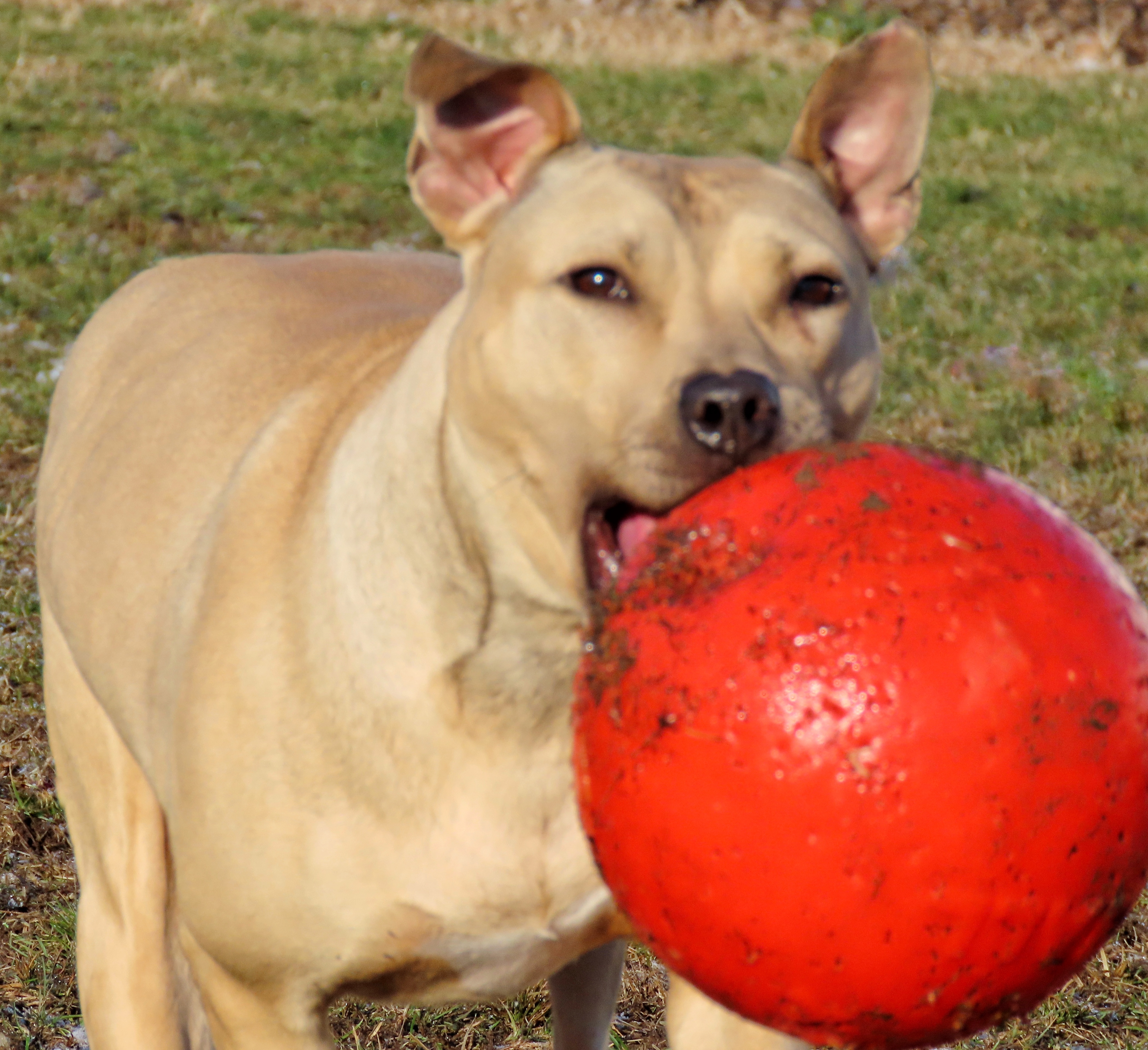 Enlarge 24-191 Jackie, a Adoptable Pit Bull Terrier in Amityville, NY image 8/12