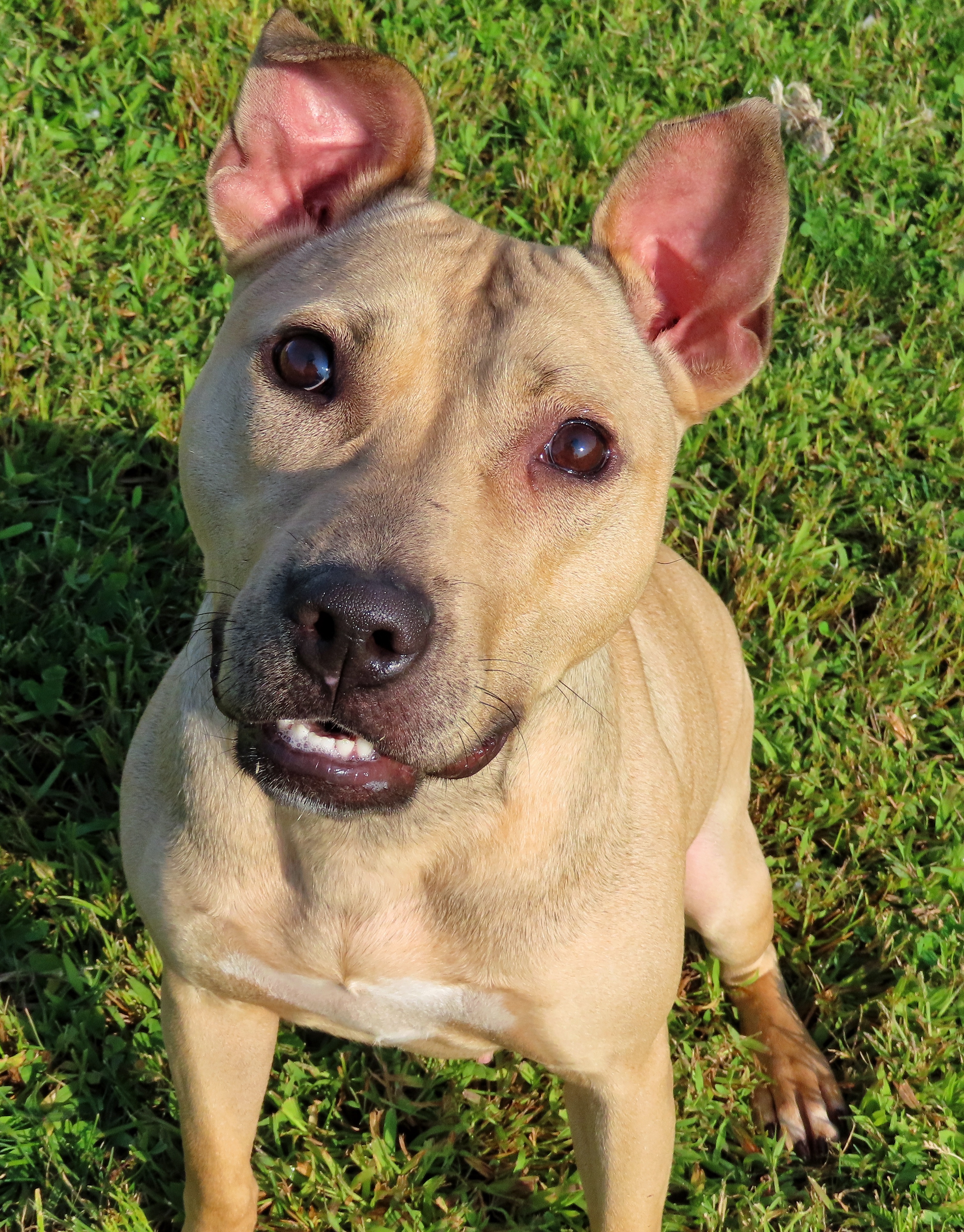 24-191 Jackie, a Adoptable Pit Bull Terrier in Amityville, NY image 1/12