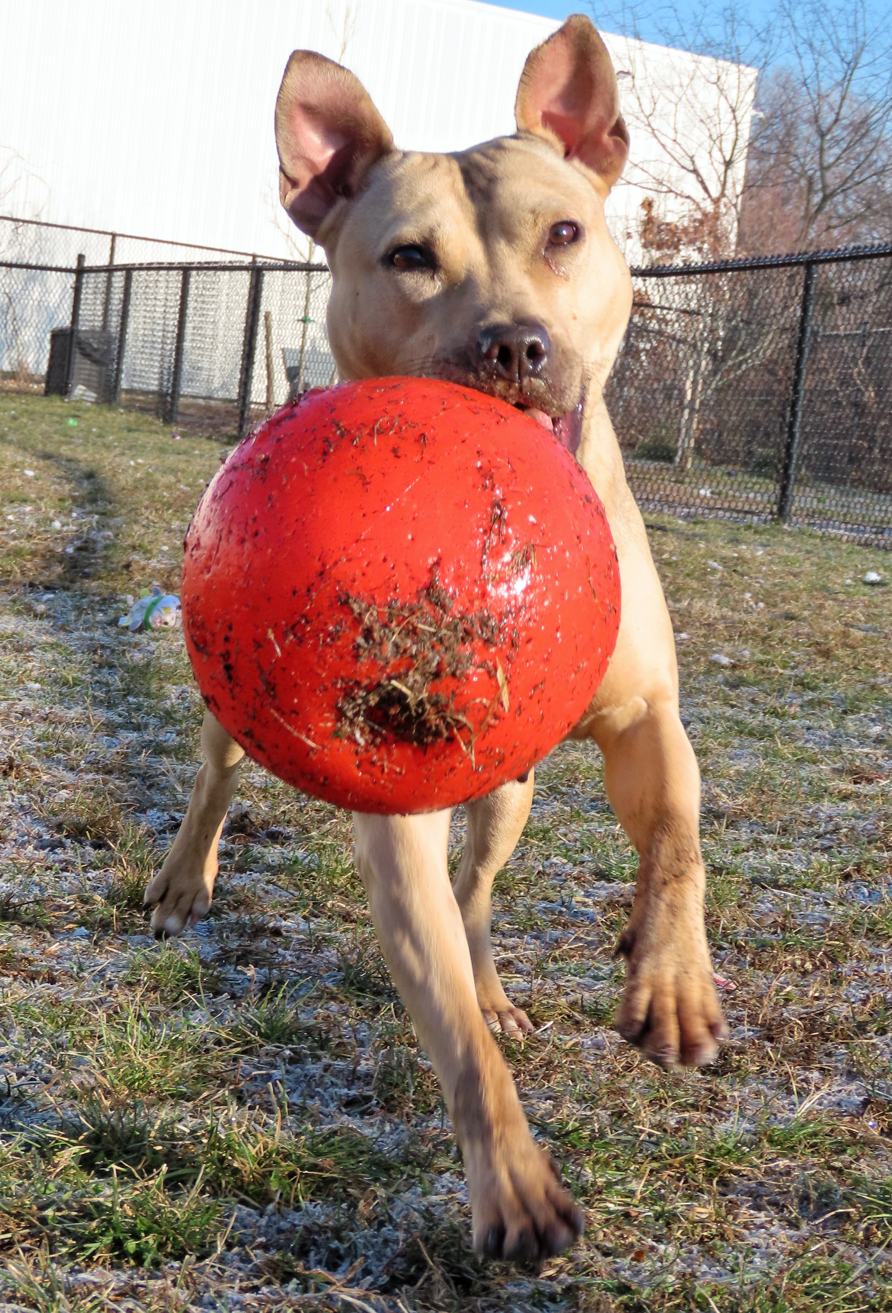 Enlarge 24-191 Jackie, a Adoptable Pit Bull Terrier in Amityville, NY image 9/12