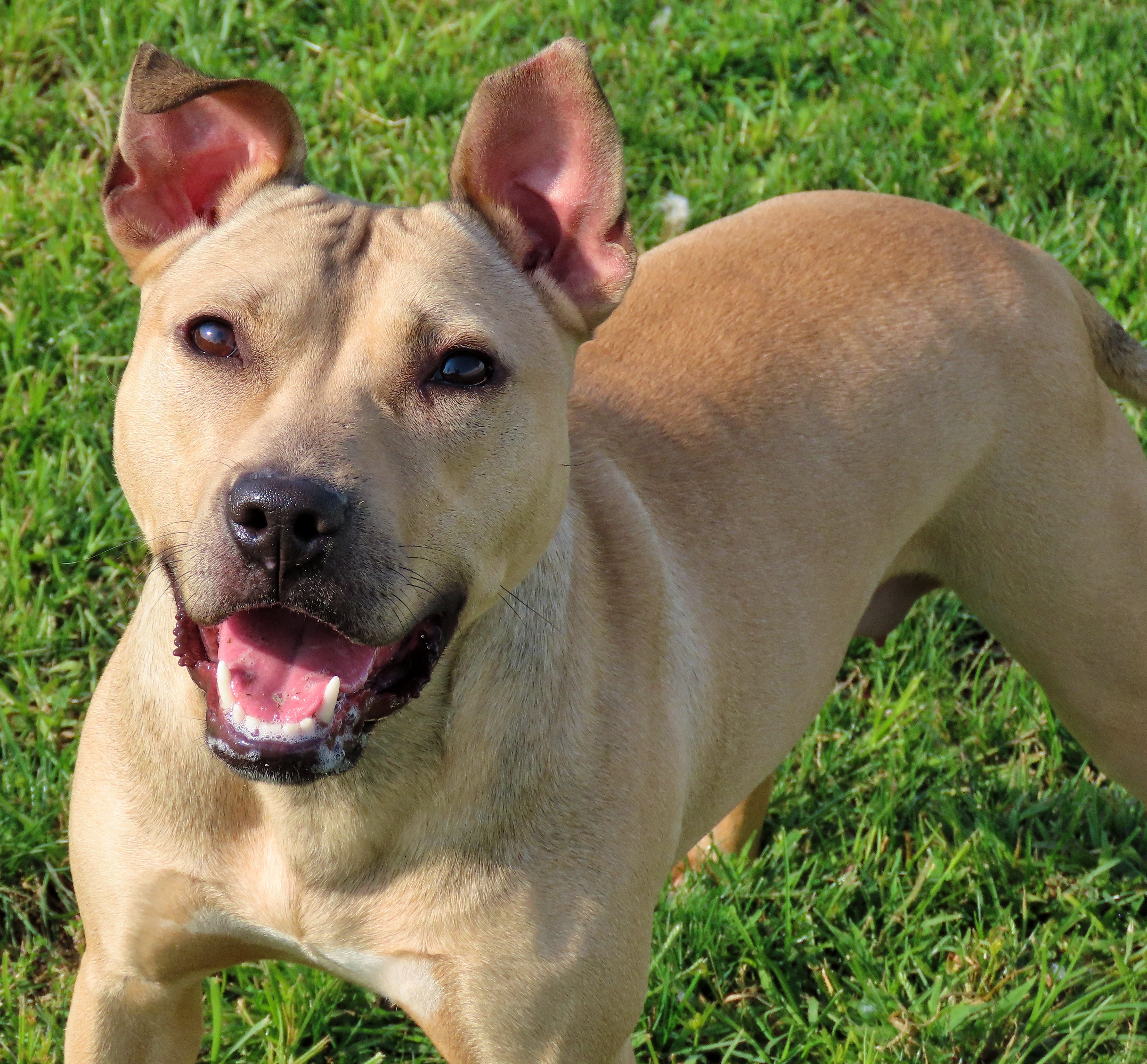 Enlarge 24-191 Jackie, a Adoptable Pit Bull Terrier in Amityville, NY image 10/12