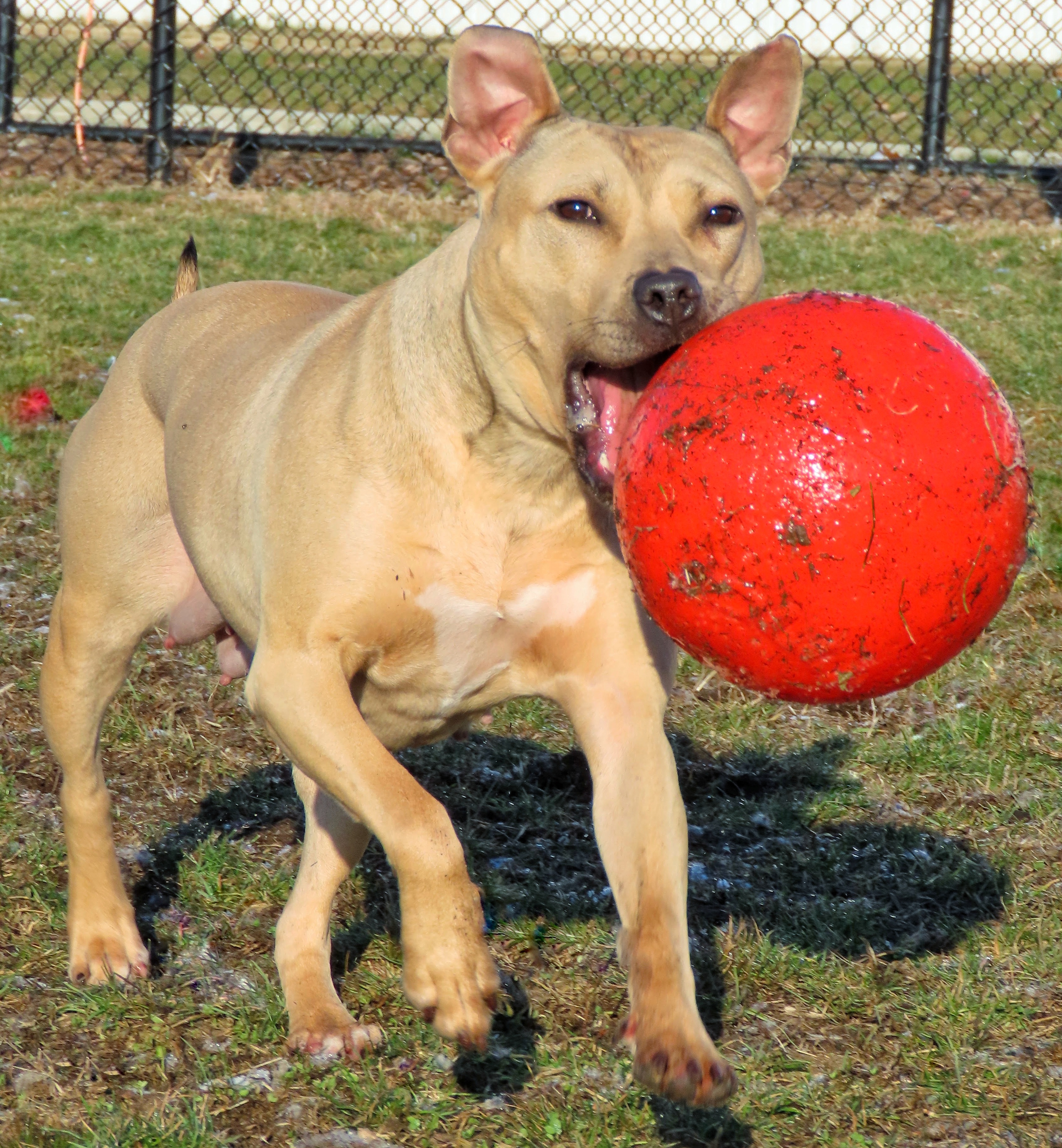 Enlarge 24-191 Jackie, a Adoptable Pit Bull Terrier in Amityville, NY image 11/12