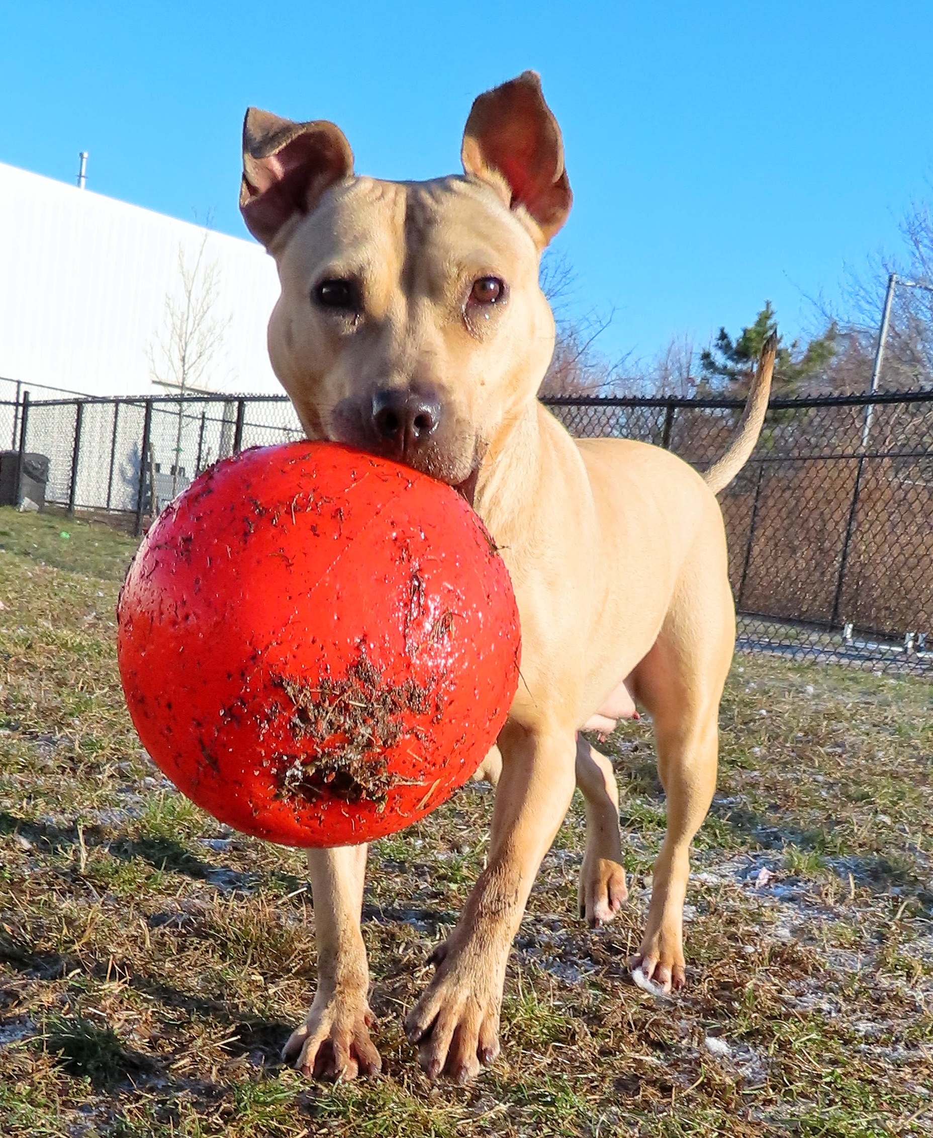 Enlarge 24-191 Jackie, a Adoptable Pit Bull Terrier in Amityville, NY image 12/12