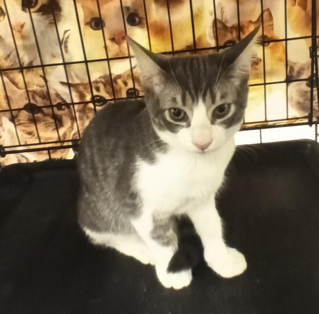 Enlarge Charlie, a ADOPTABLE Domestic Short Hair in Chino, CA image 2/6