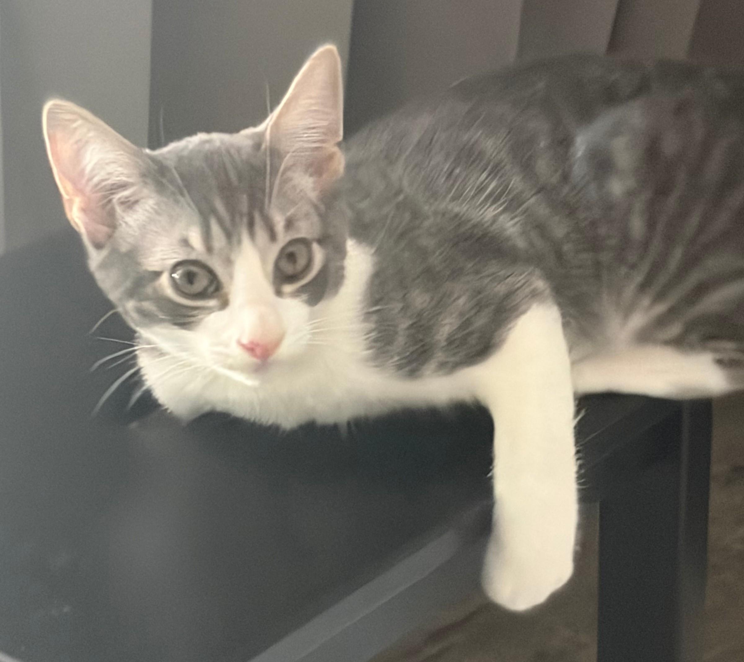 Charlie, ADOPTABLE, Kitten Male Domestic Short Hair.