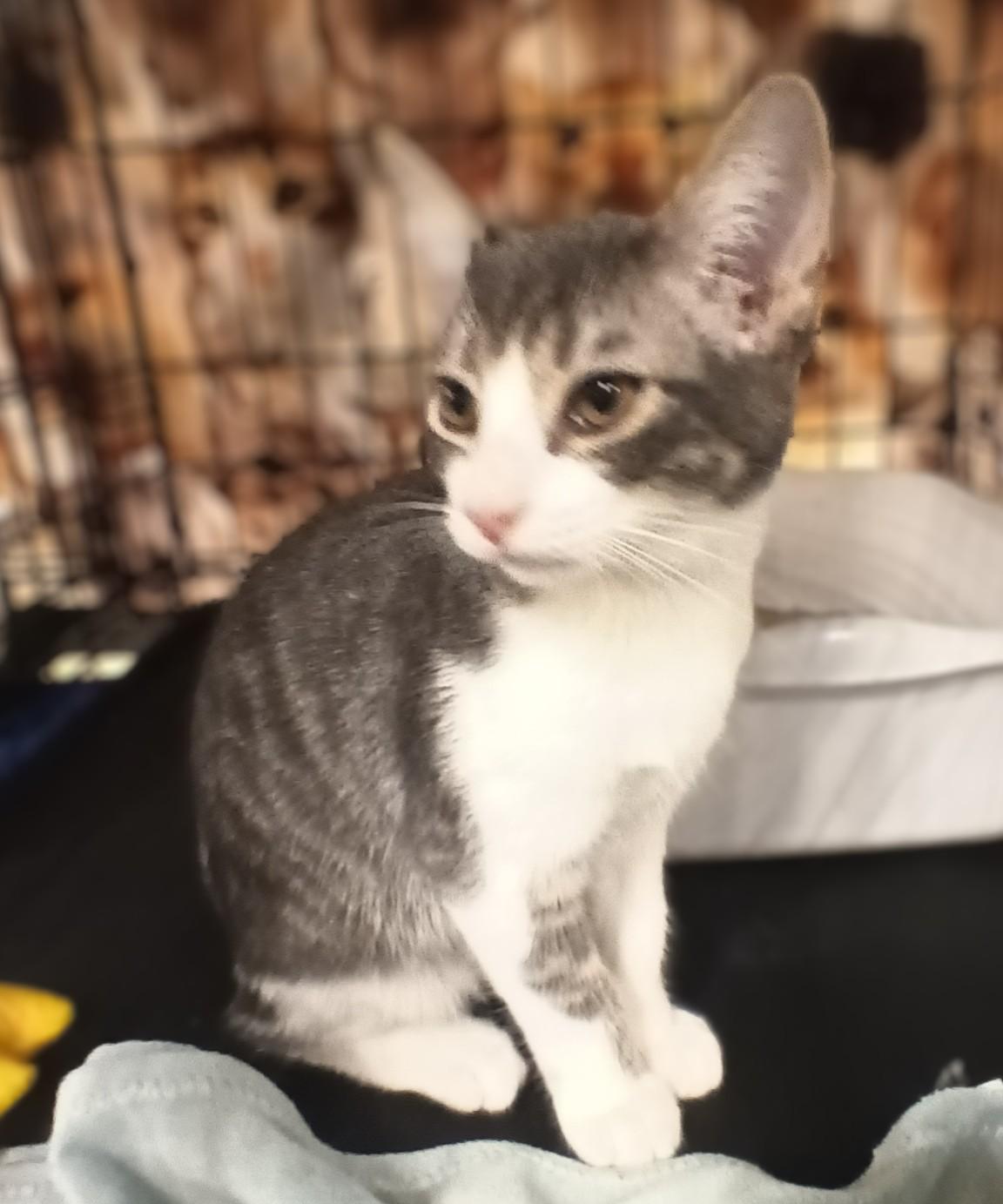 Enlarge Charlie, a ADOPTABLE Domestic Short Hair in Chino, CA image 5/6