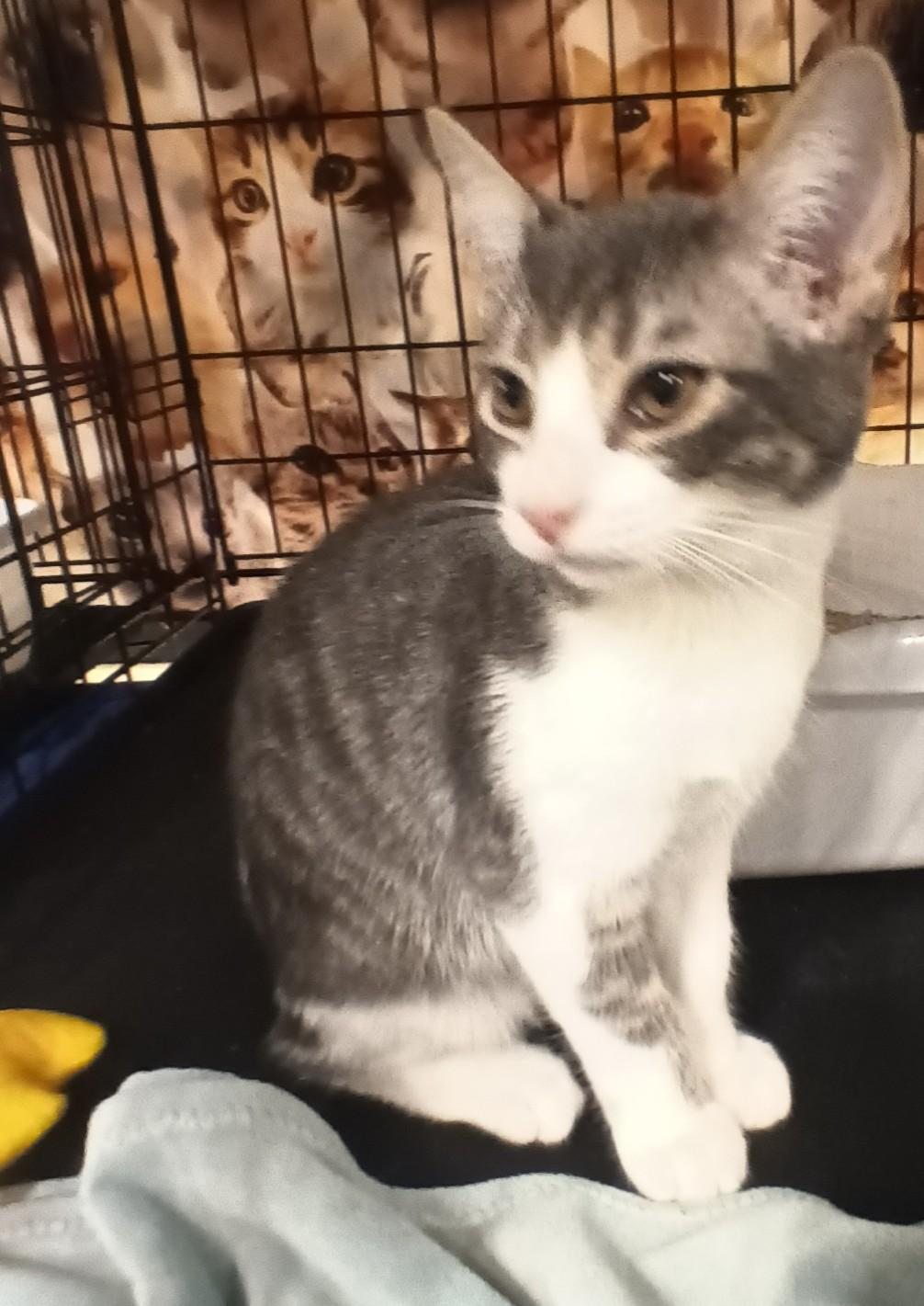 Enlarge Charlie, a ADOPTABLE Domestic Short Hair in Chino, CA image 4/6