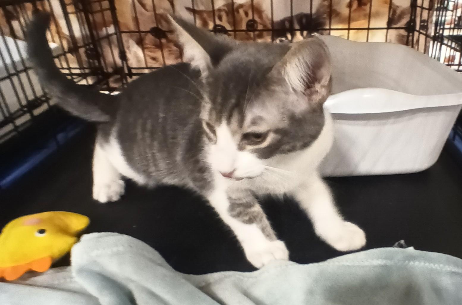 Enlarge Charlie, a ADOPTABLE Domestic Short Hair in Chino, CA image 3/6