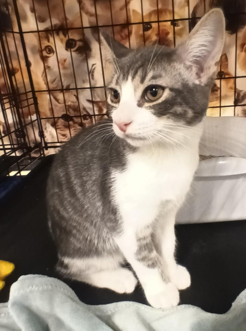 Enlarge Charlie, a ADOPTABLE Domestic Short Hair in Chino, CA image 6/6