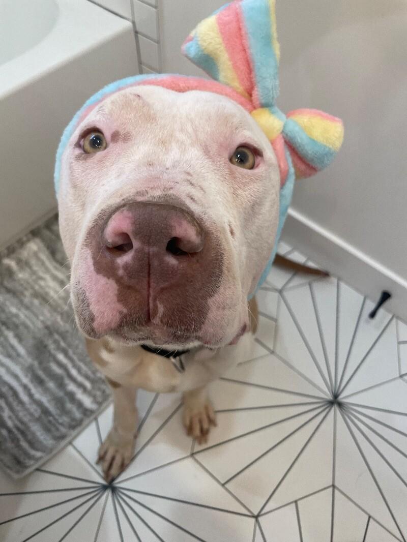 Enlarge Penelope, a Adoptable Pit Bull Terrier in Manhattan Beach, CA image 1/6