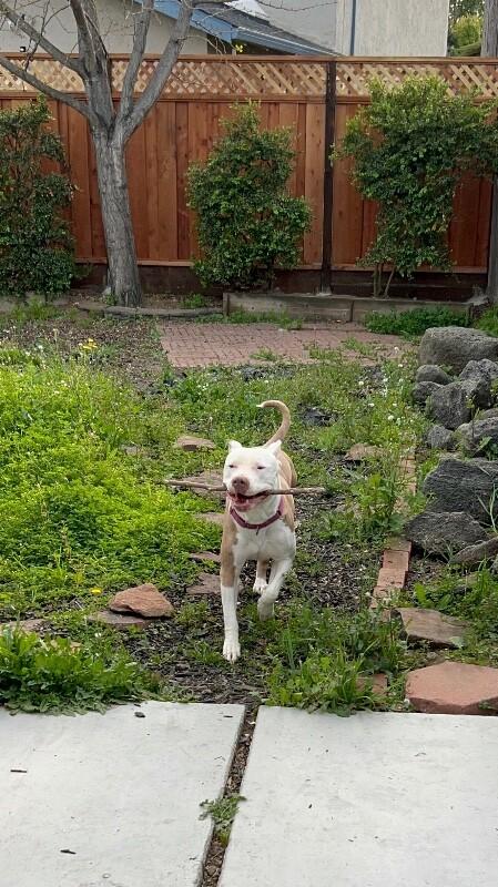 Penelope, Adoptable, Adult Female Pit Bull Terrier.