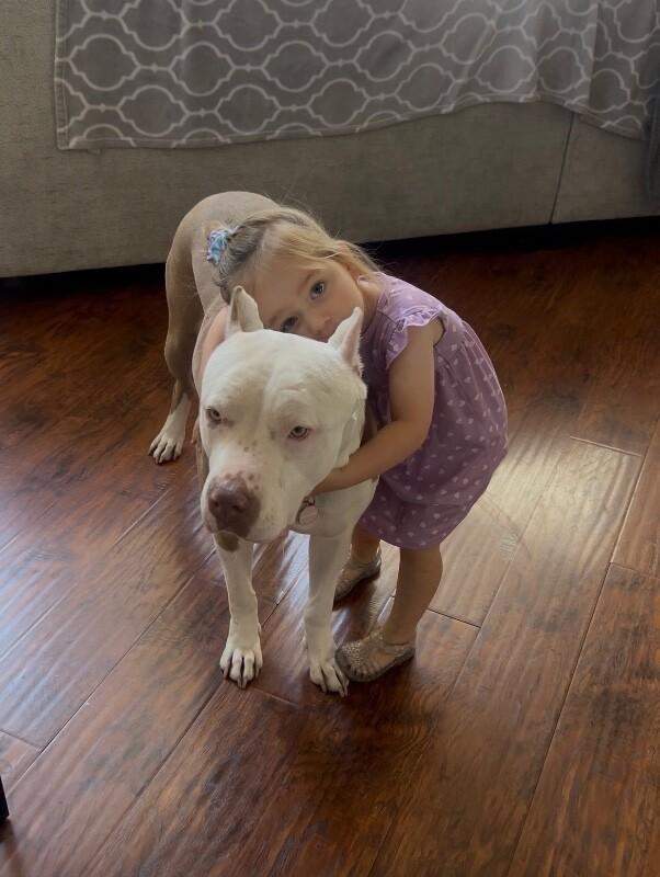 Enlarge Penelope, a Adoptable Pit Bull Terrier in Manhattan Beach, CA image 2/6