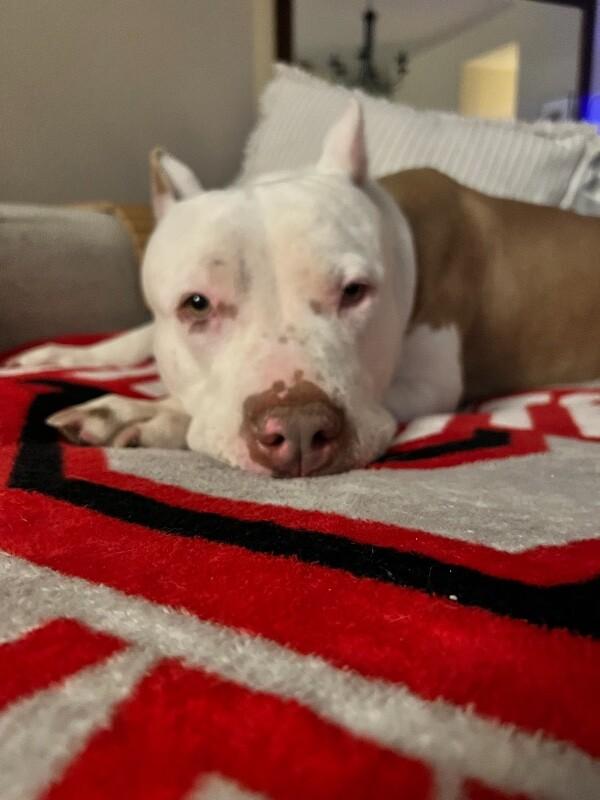 Enlarge Penelope, a Adoptable Pit Bull Terrier in Manhattan Beach, CA image 3/6