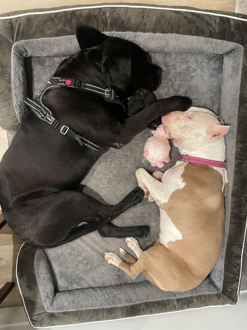 Enlarge Penelope, a Adoptable Pit Bull Terrier in Manhattan Beach, CA image 2/6