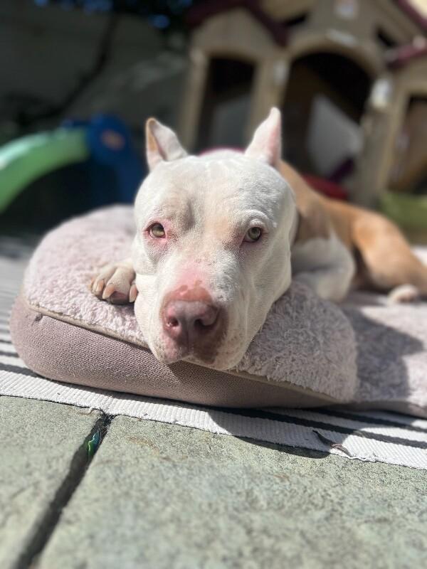 Enlarge Penelope, a Adoptable Pit Bull Terrier in Manhattan Beach, CA image 4/6